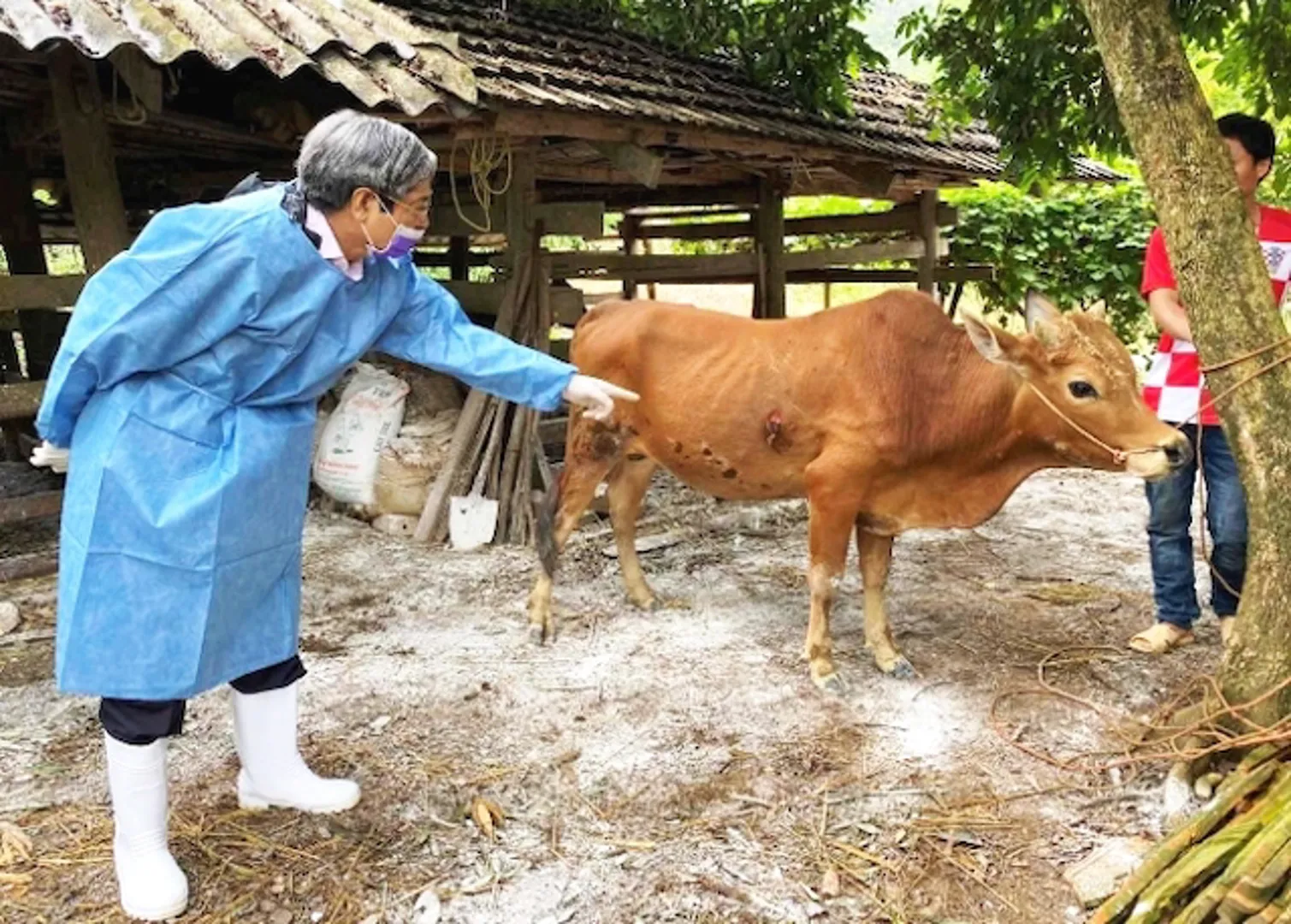 Hơn 1 triệu trâu, bò được tiêm phòng vaccine viêm da nổi cục