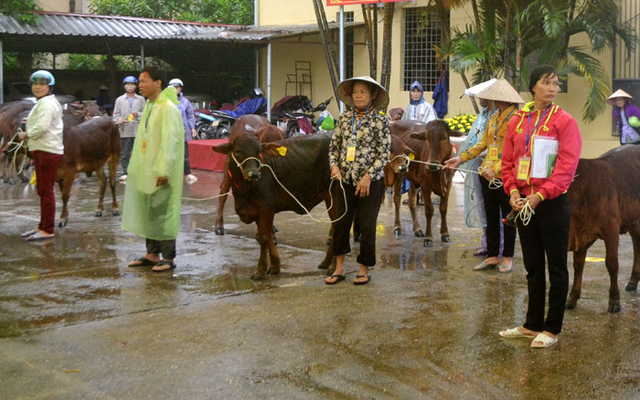 Huyện Thạch Thất trao tặng bò sinh sản cho 30 hộ nghèo