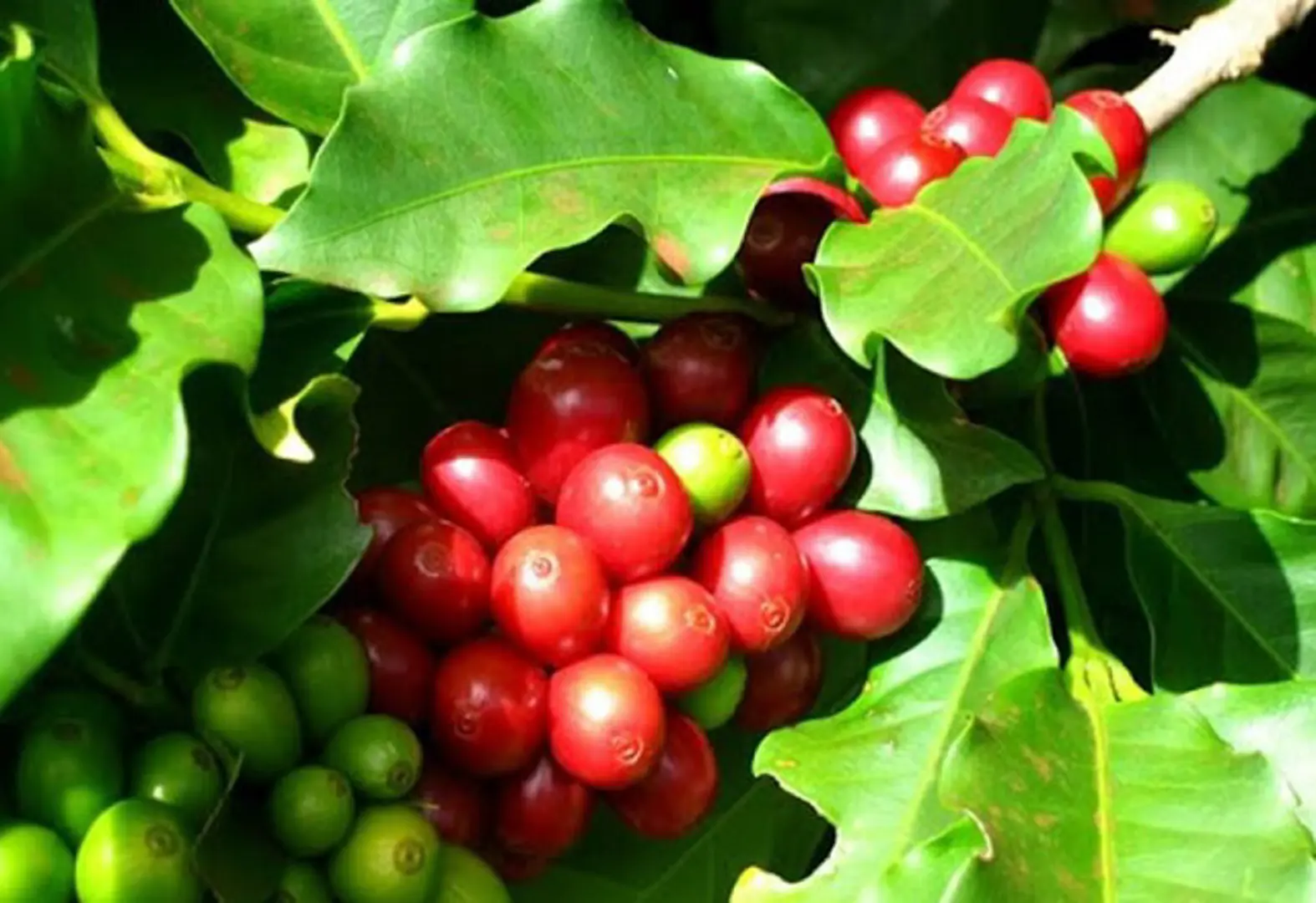 Giá cà phê hôm nay 8/4: Robusta trả lại những gì đã tăng, Arabica giao xa tăng do lo ngại thiếu hụt nguồn cung