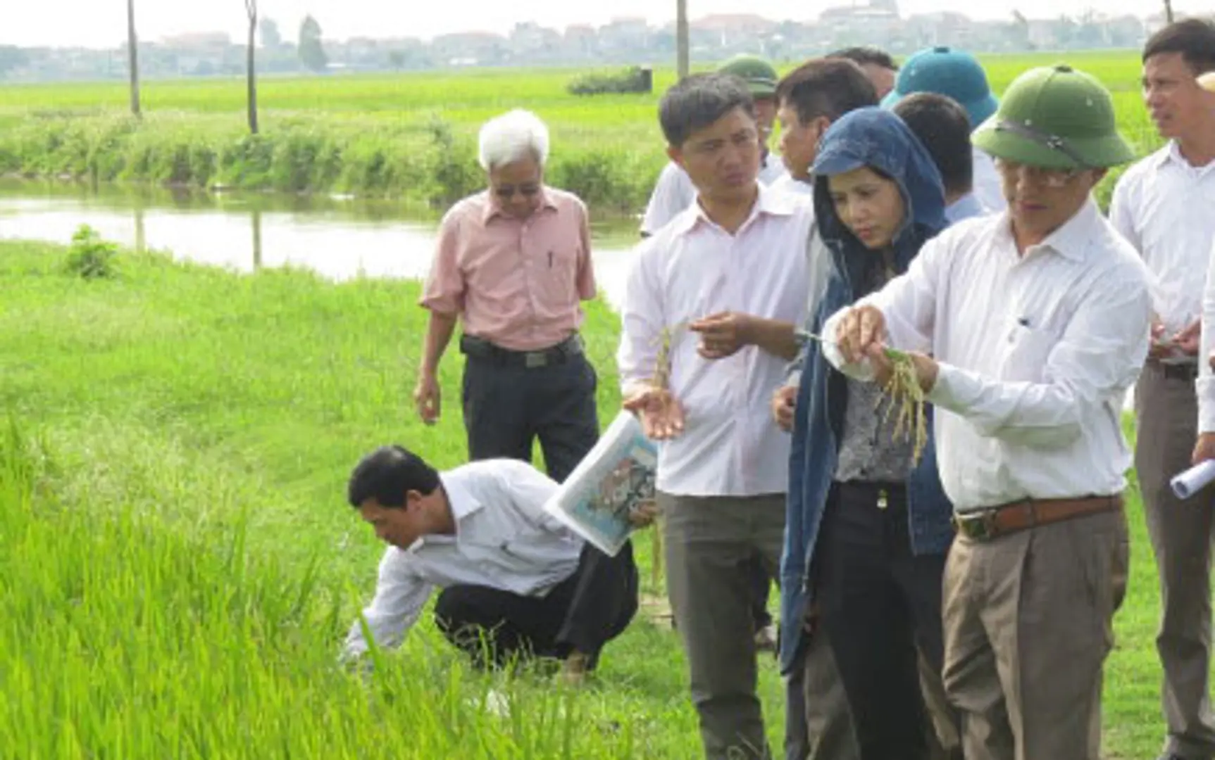 Huyện Phú Xuyên tiếp tục sản xuất thử nghiệm giống lúa Đại Dương 2