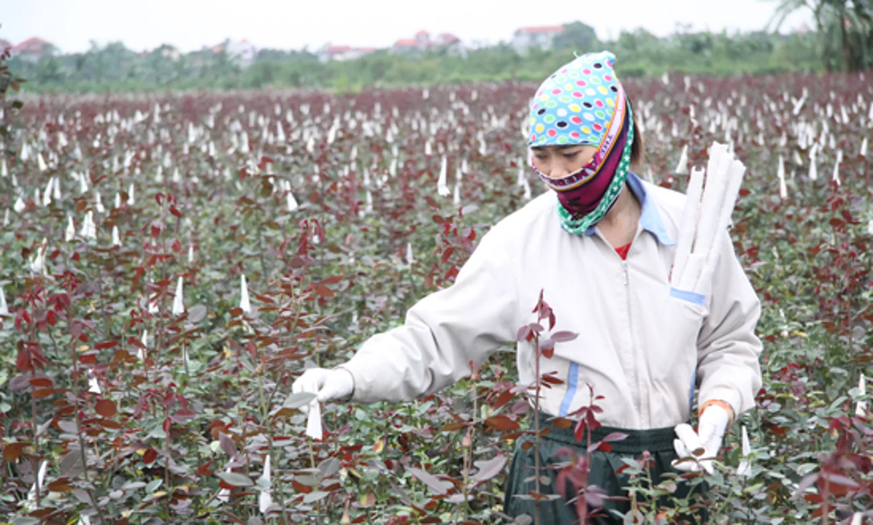 Đầu tư xây dựng thương hiệu "Hoa hồng Mê Linh"