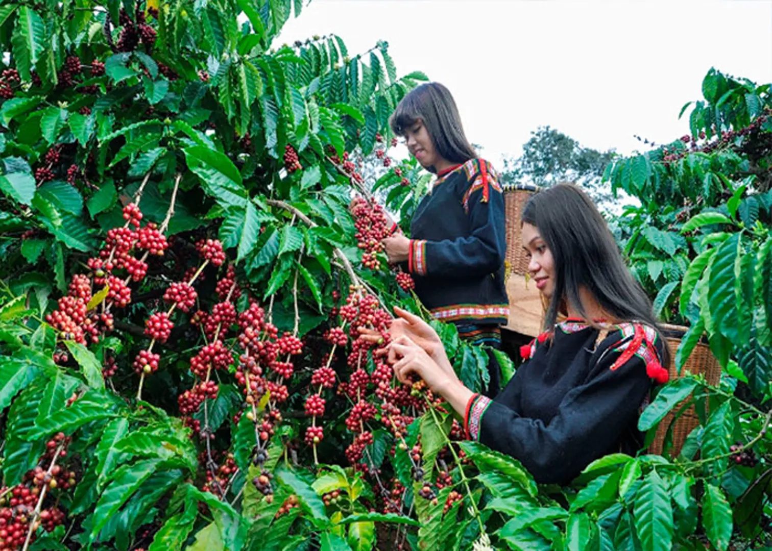 Giá cà phê hôm nay 1/4: Arabica đảo chiều tăng, Robusta ở mức thấp nhất 20 ngày qua