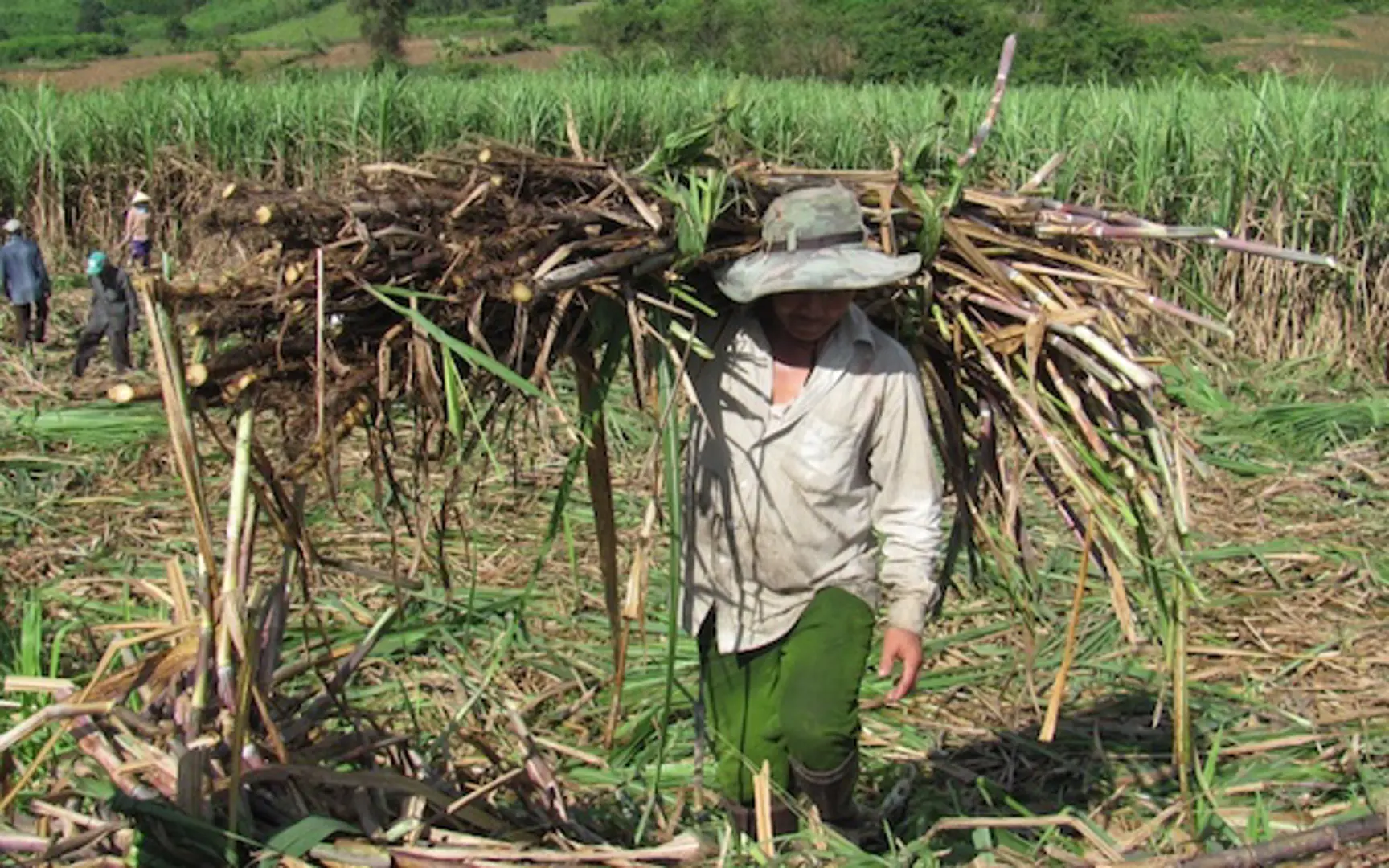 Áp thuế tạm thời đường mía nhập khẩu từ Thái Lan: Ai được lợi?