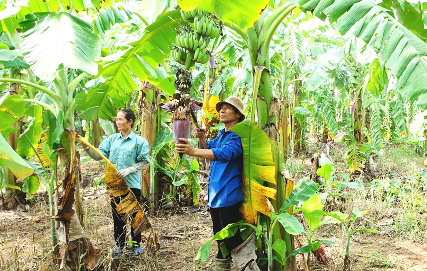 Nông nghiệp Hà Nội tăng trưởng khả quan