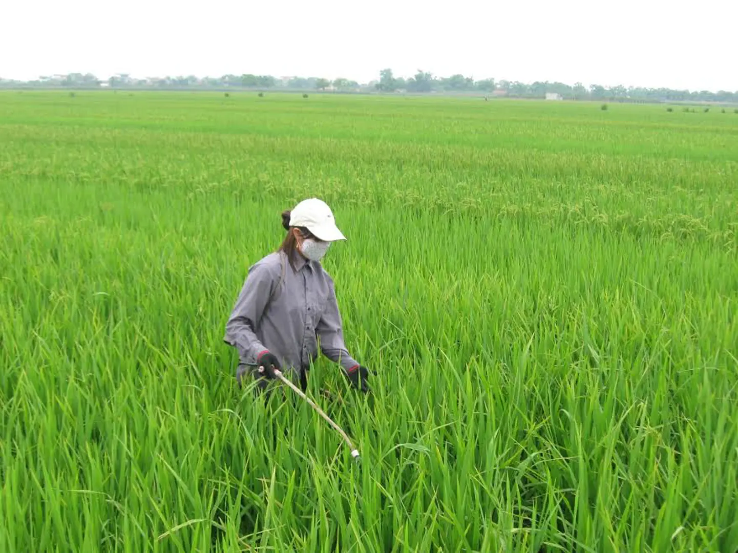 Sâu bệnh gia tăng gây hại trên lúa