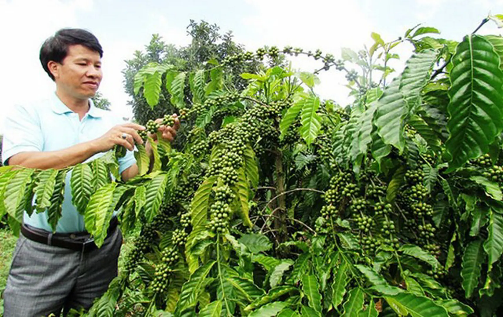 Giá cà phê hôm nay 11/4: Tăng 400 đồng/kg trong tuần, cà phê "nhảy múa" theo thời tiết và những dự báo