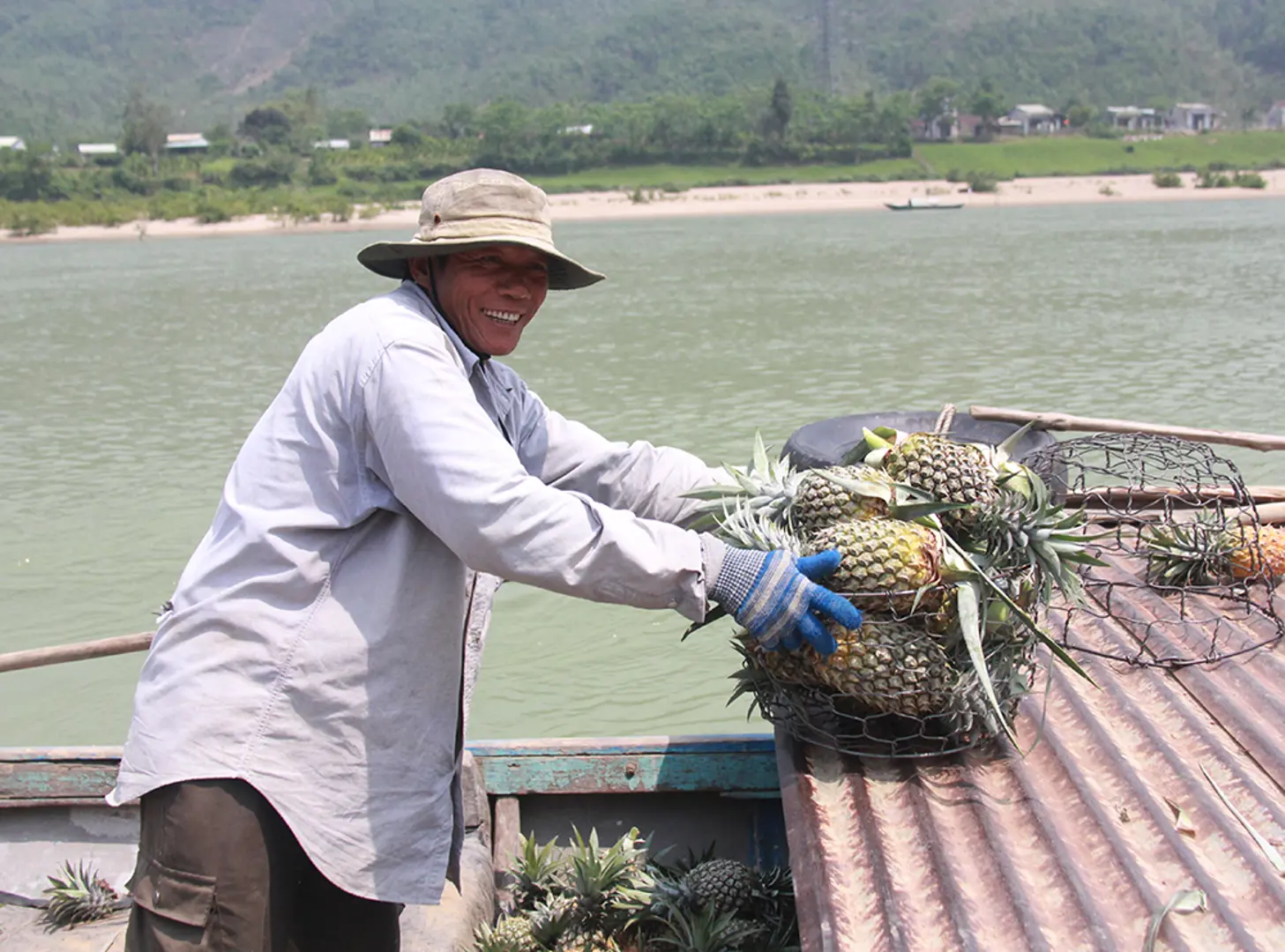 Nông dân Quảng Nam phấn khởi vì được mùa dứa