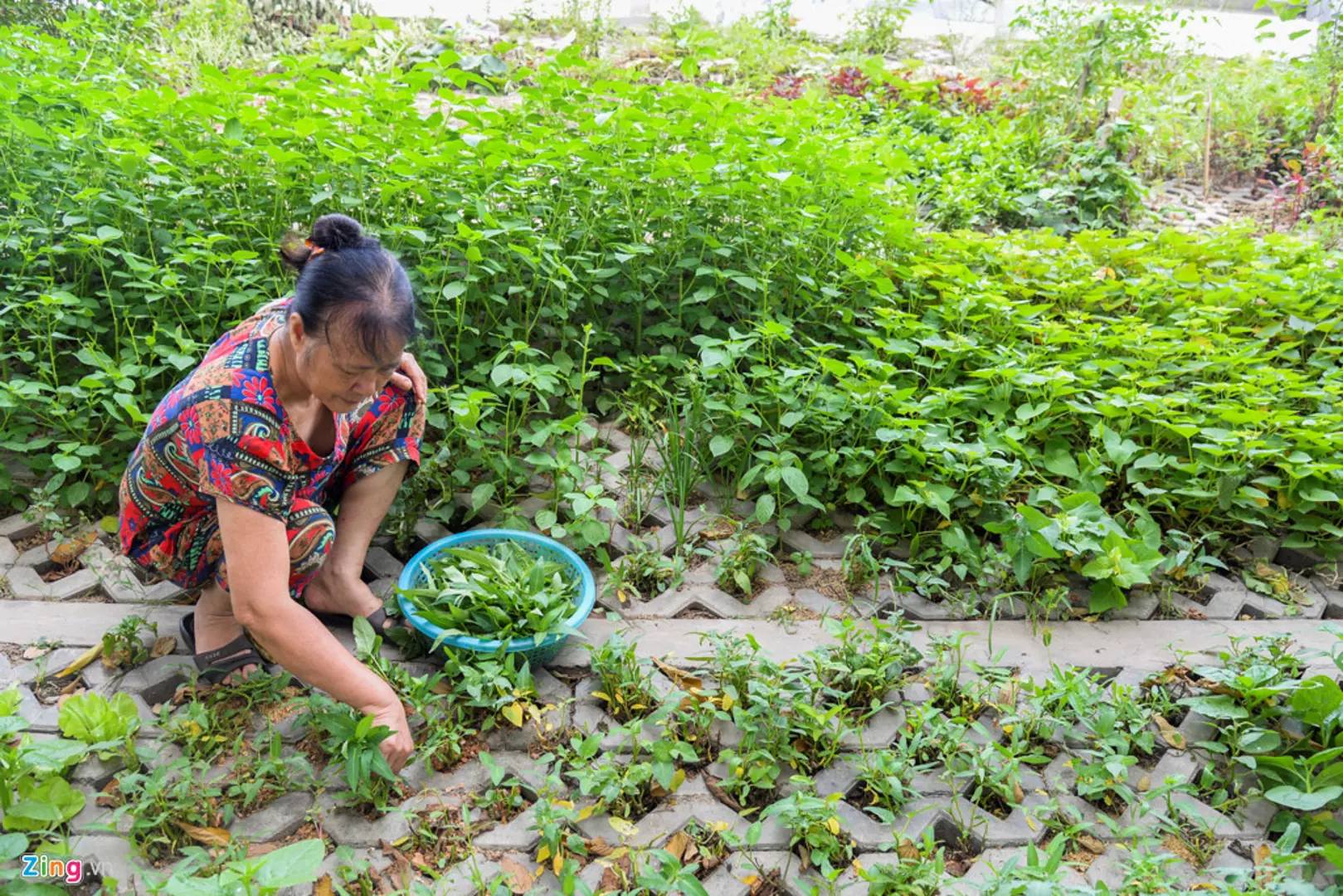 Kiểu trồng rau “độc nhất vô nhị” ở Hà Nội