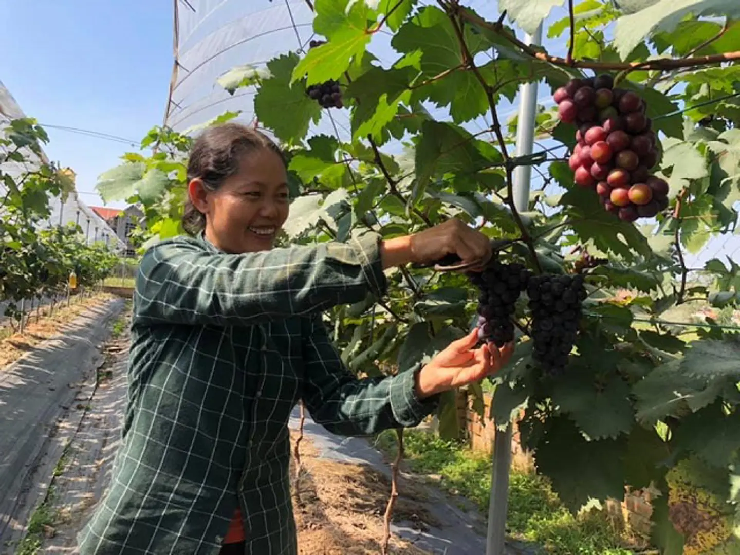 Hướng làm giàu mới ở Đan Phượng