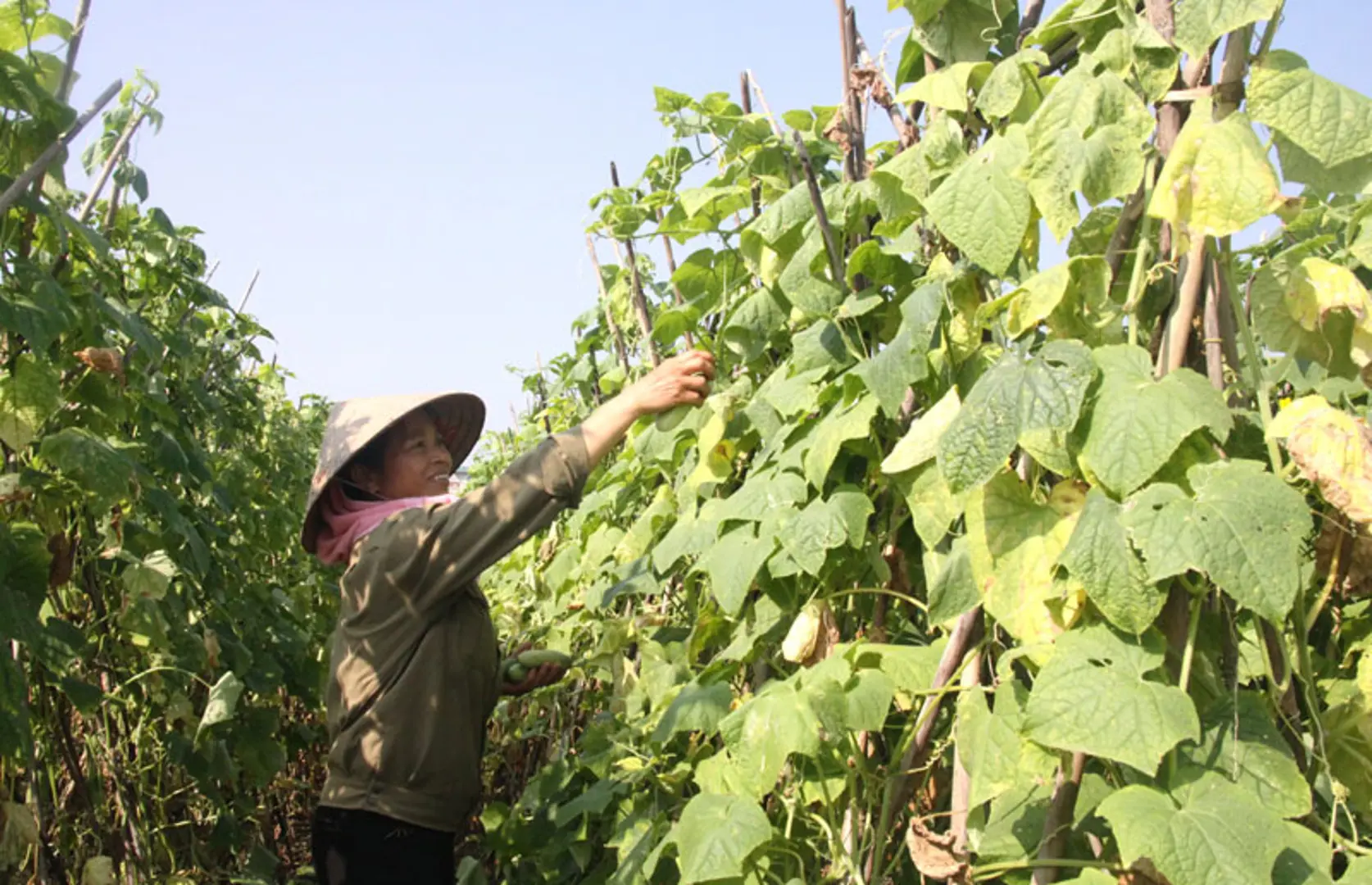 Rau an toàn Viên Sơn chật vật tìm đầu ra