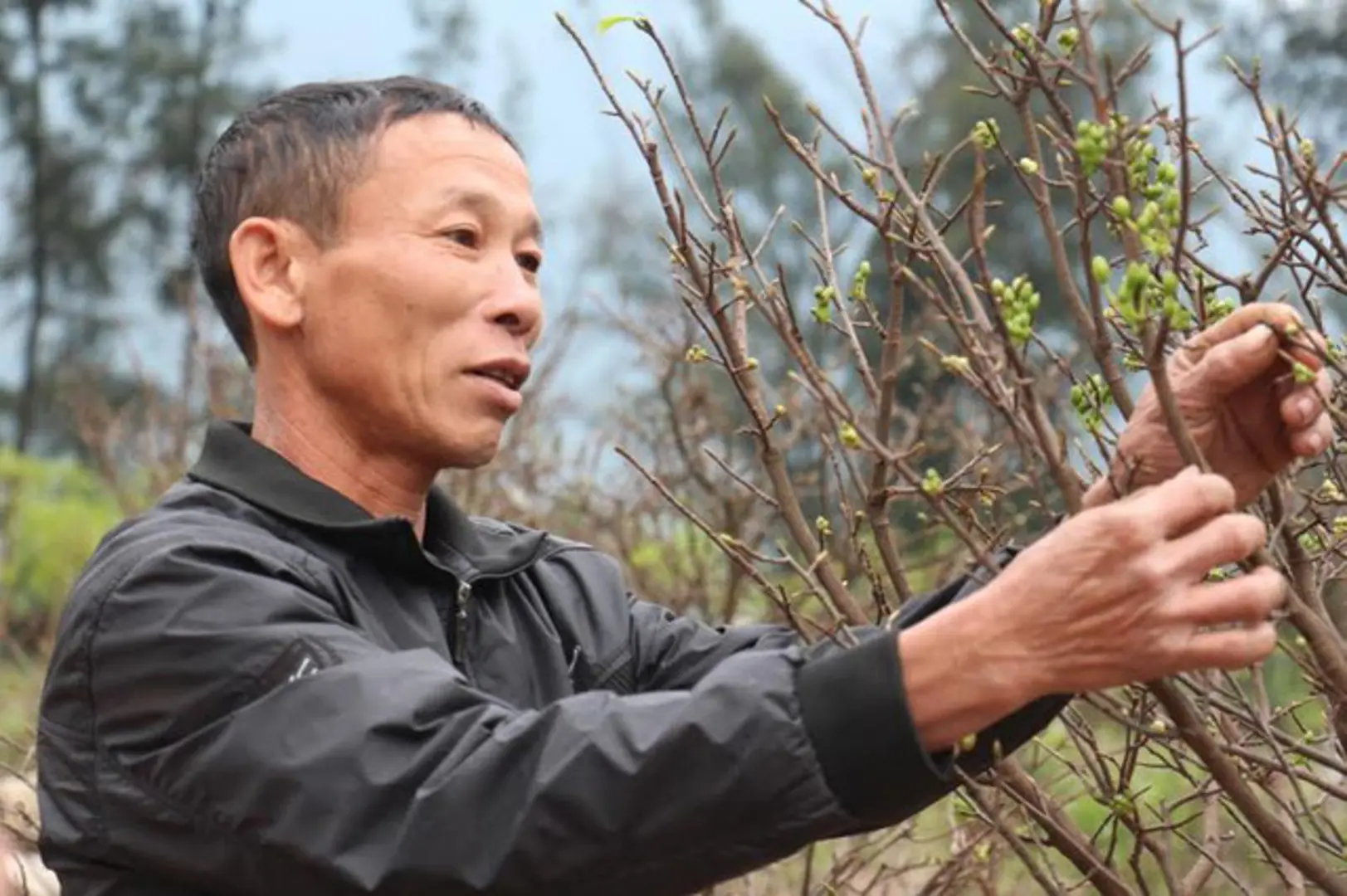 Những lão nông “ép” mai nở giữa trời Hà Tĩnh