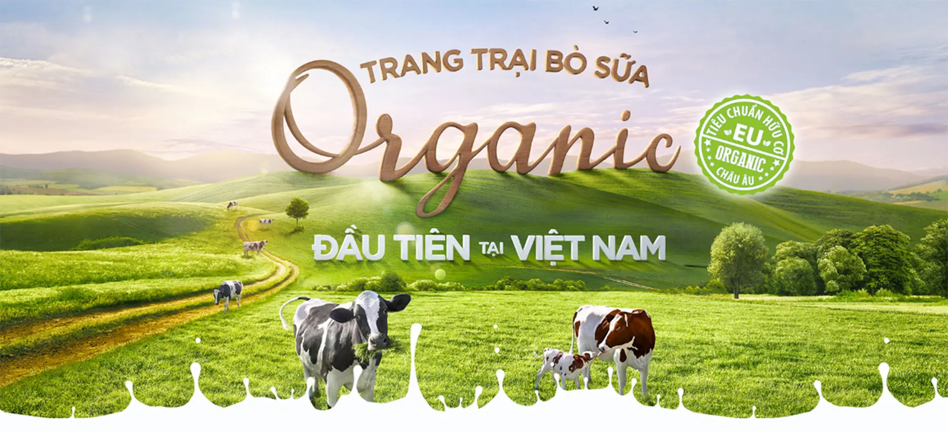 Cận cảnh trang trại bò sữa organic tiêu chuẩn châu Âu đầu tiên tại Việt Nam