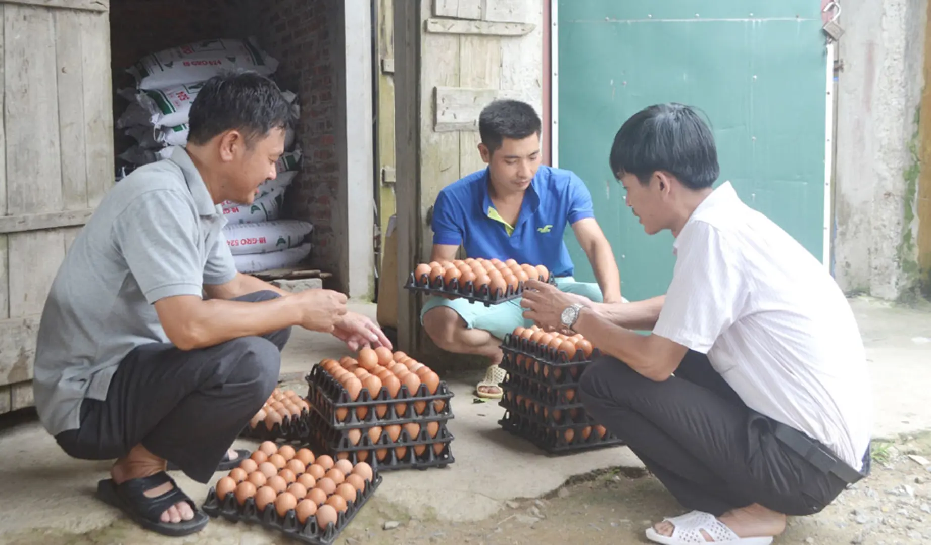 Giúp nông dân làm chủ khoa học kỹ thuật