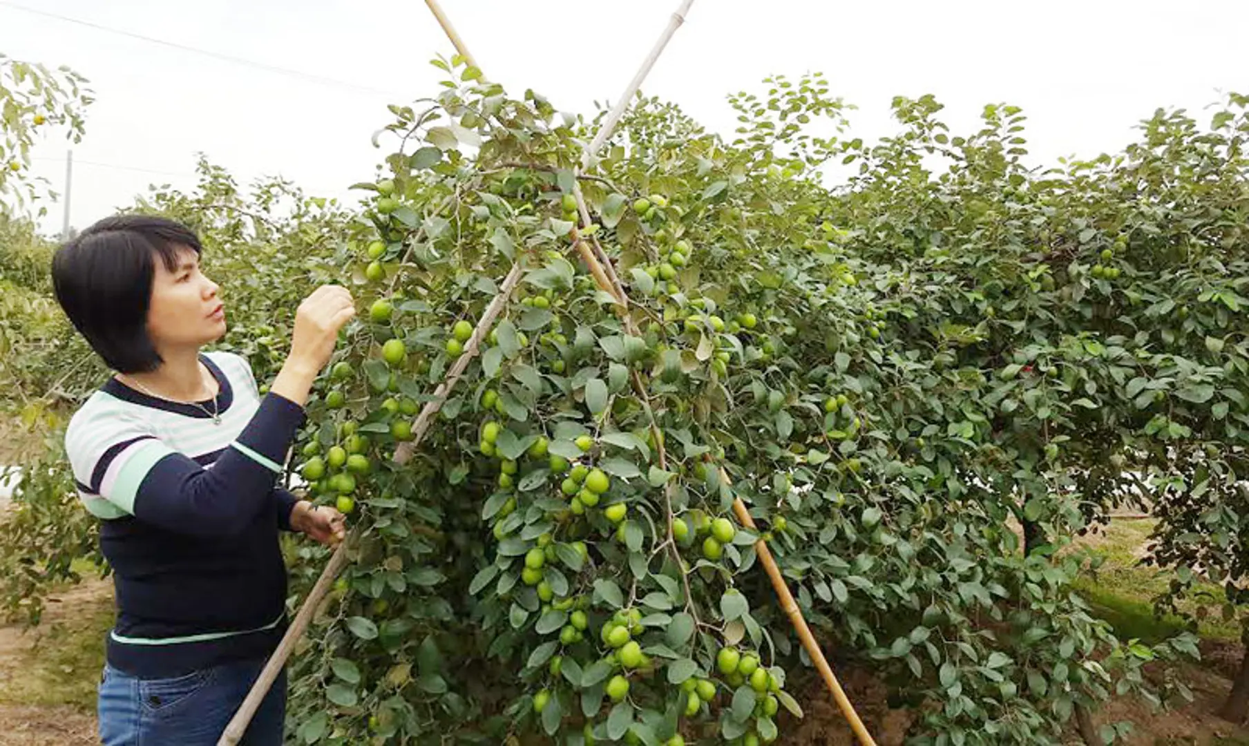 Táo Bàng La, Đồ Sơn, Hải Phòng: Táo muối đặc sản chính hiệu!