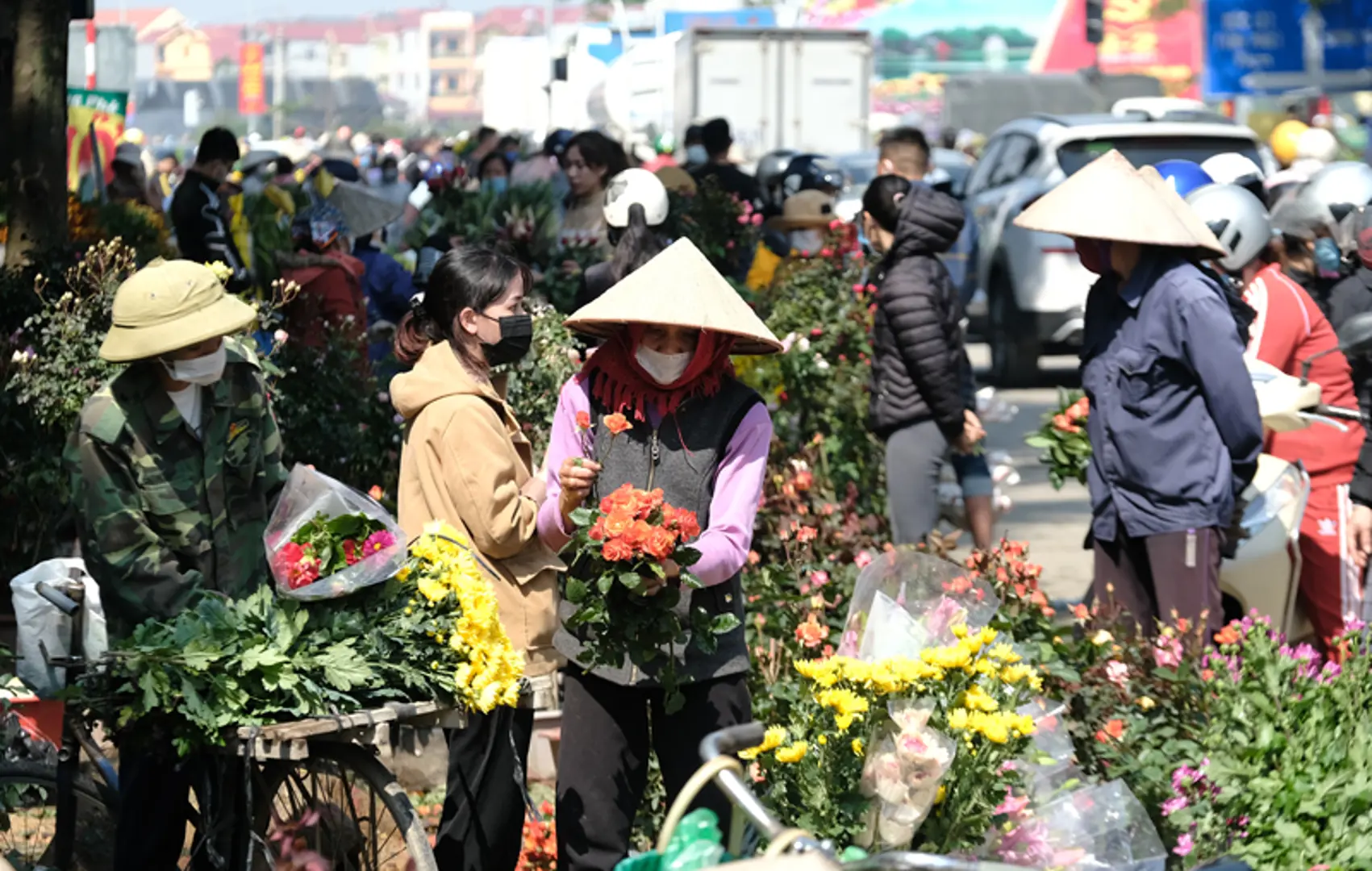 Làng hoa Mê Linh nhộn nhịp trở lại những ngày cận Tết