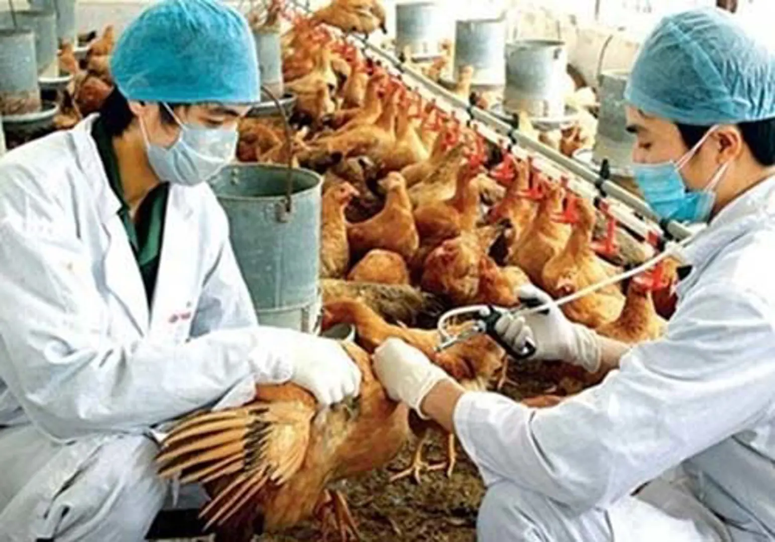 Bộ Y tế vạch 4 tình huống hành động phòng chống cúm A/H7N9