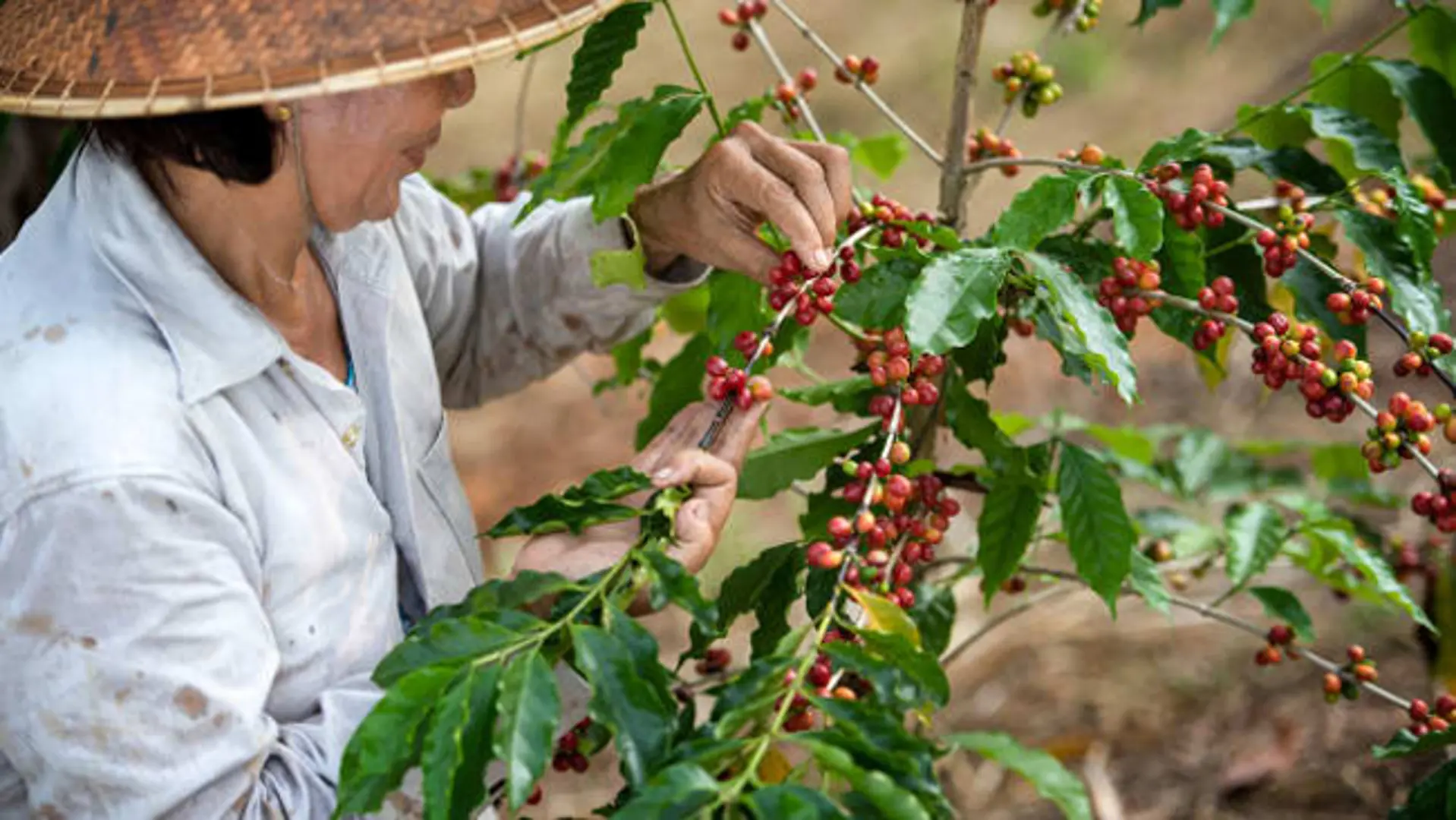 Giá cà phê hôm nay 21/12: Thị trường thế giới trên đà tăng dù chịu nhiều áp lực