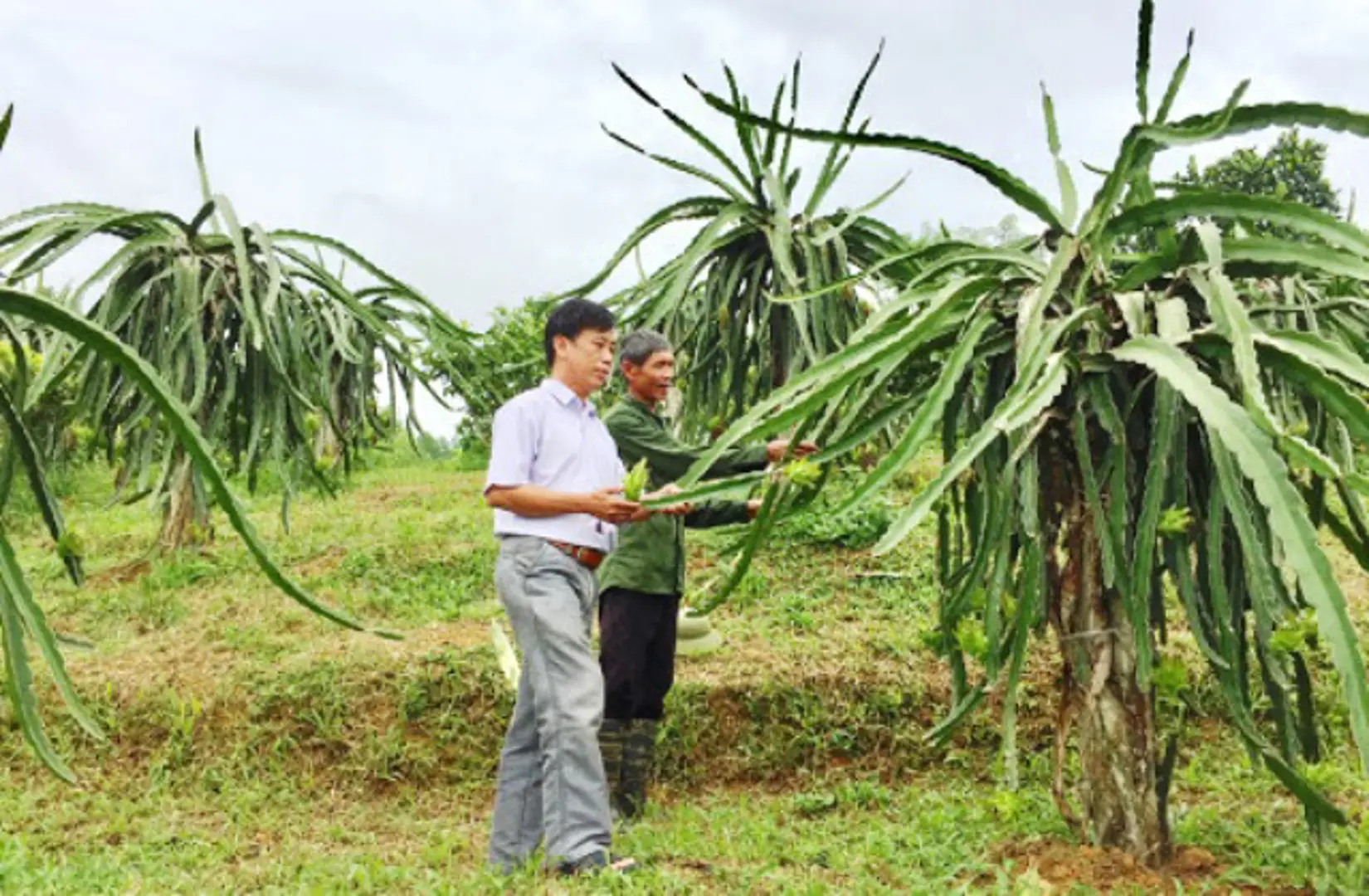 97% lao động tại các trang trại chưa qua đào tạo nghề