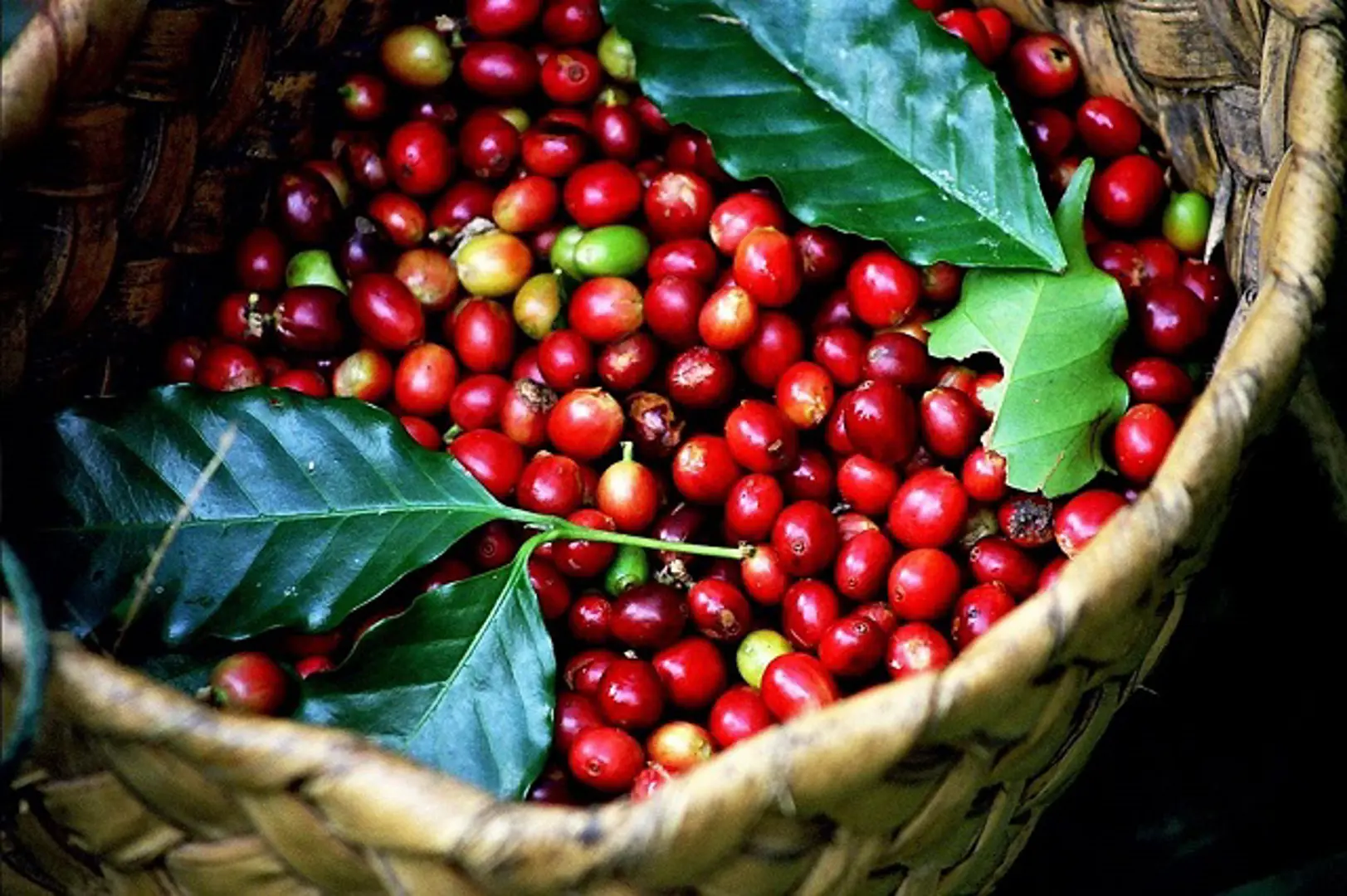 Giá cà phê hôm nay 24/12: Arabica quay đầu tăng, Robusta lừng khừng khi nhà đầu cơ nghỉ lễ Giáng sinh