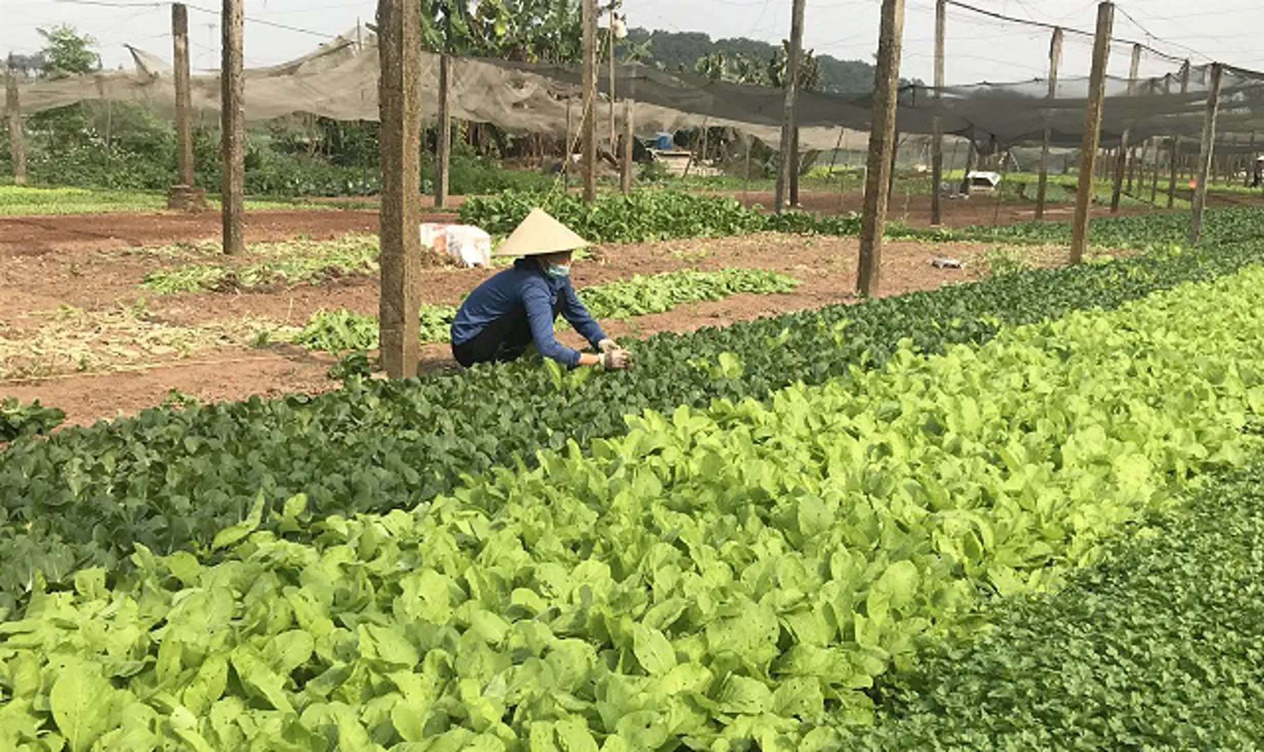 Giá rau tăng, người trồng có lãi