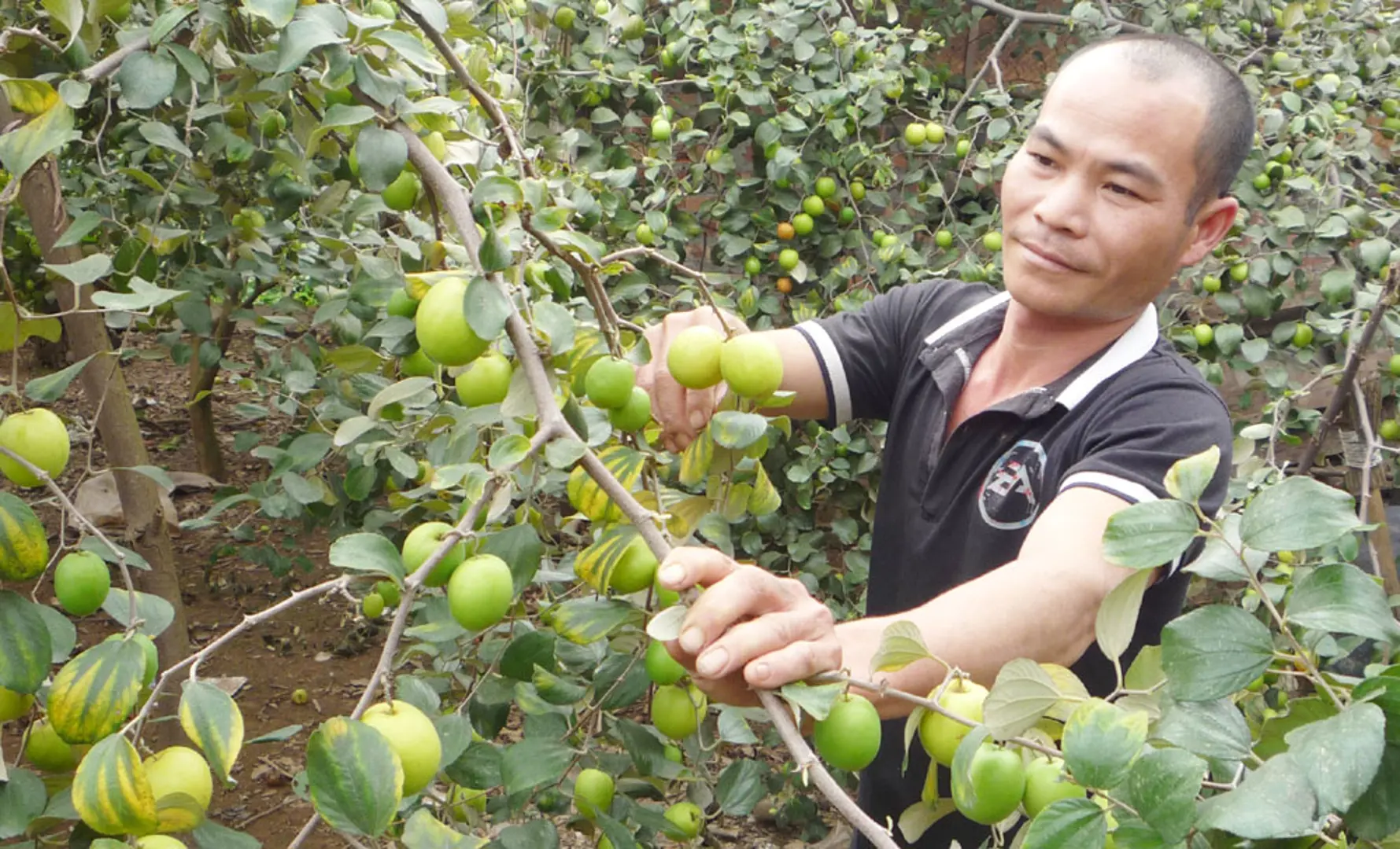 Nông dân Cự Khối làm giàu từ cây táo