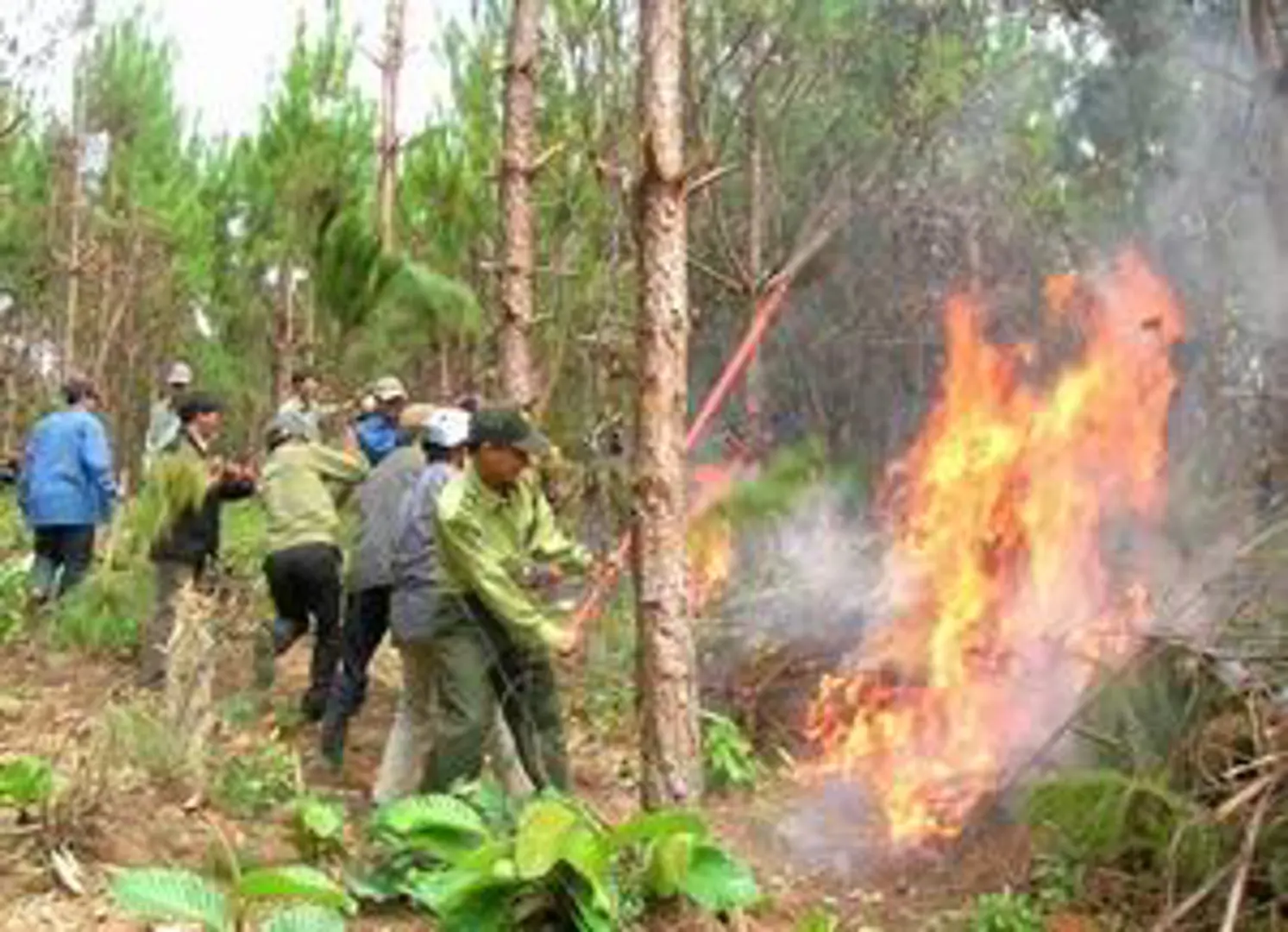 Triển khai ngay các biện pháp cấp bách, phòng cháy, chữa cháy rừng