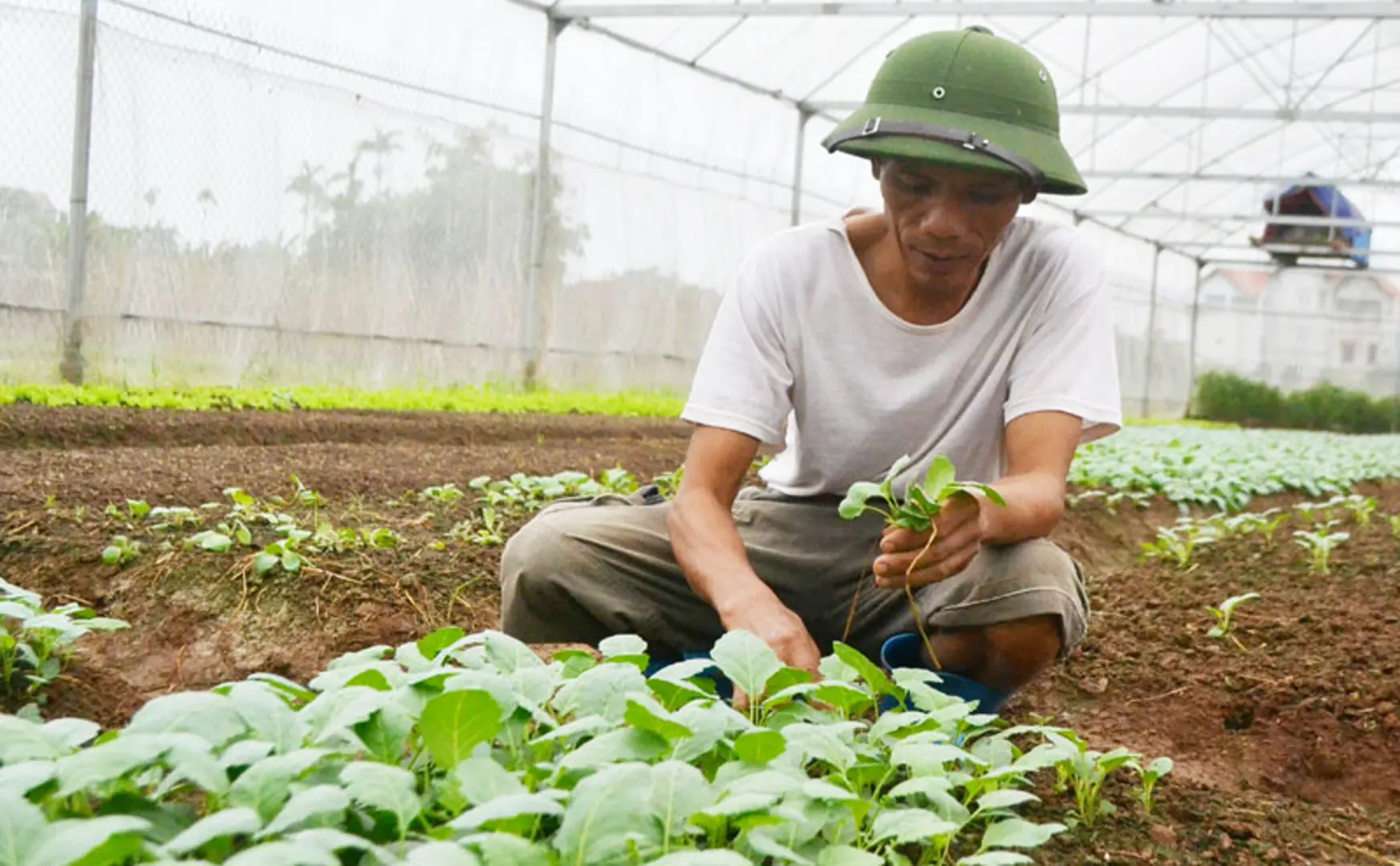 Nỗ lực đưa rau an toàn đến tay người tiêu dùng