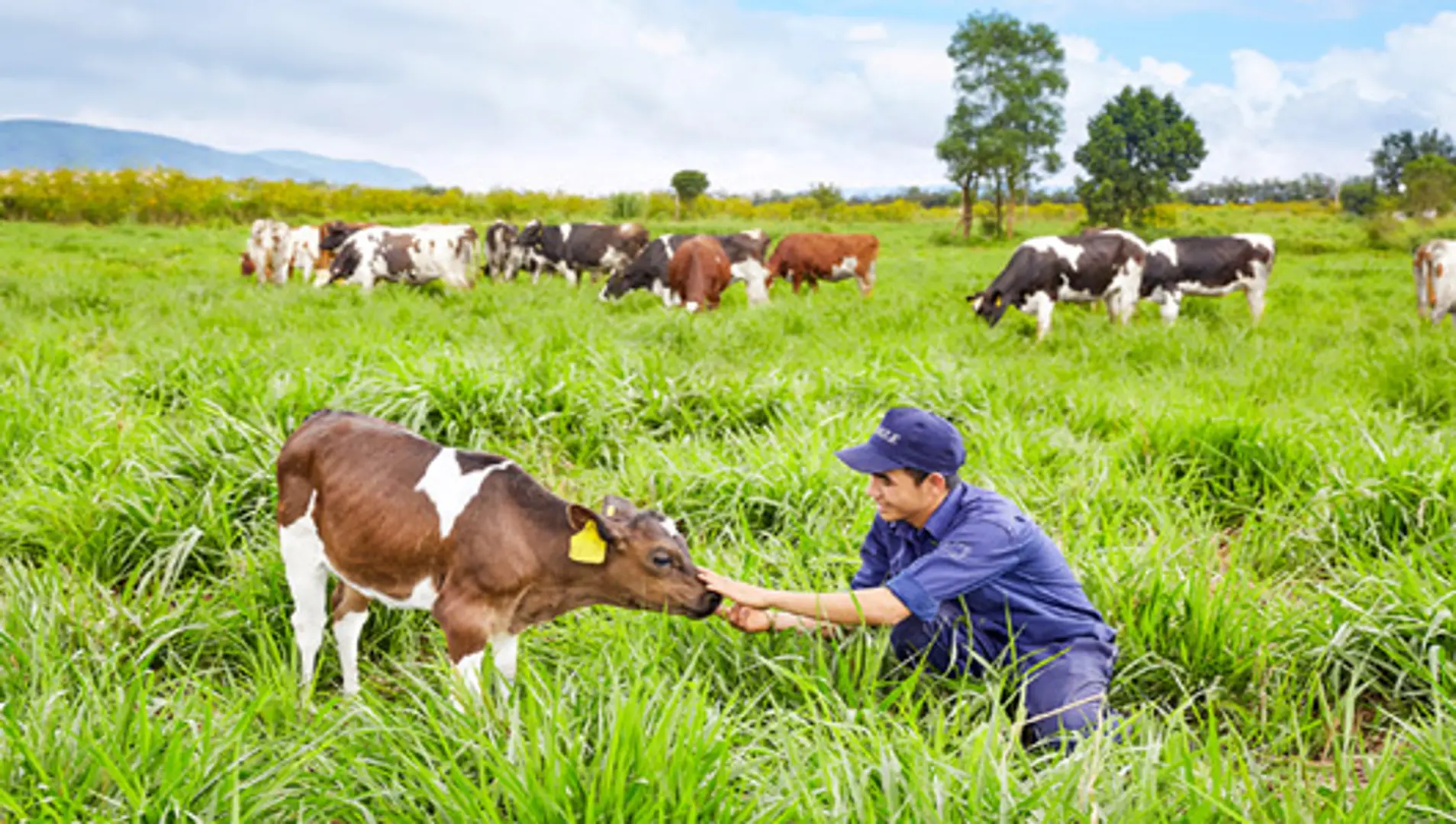 Vinamilk đạt chứng nhận trang trại bò sữa Organic đầu tiên tại Việt Nam