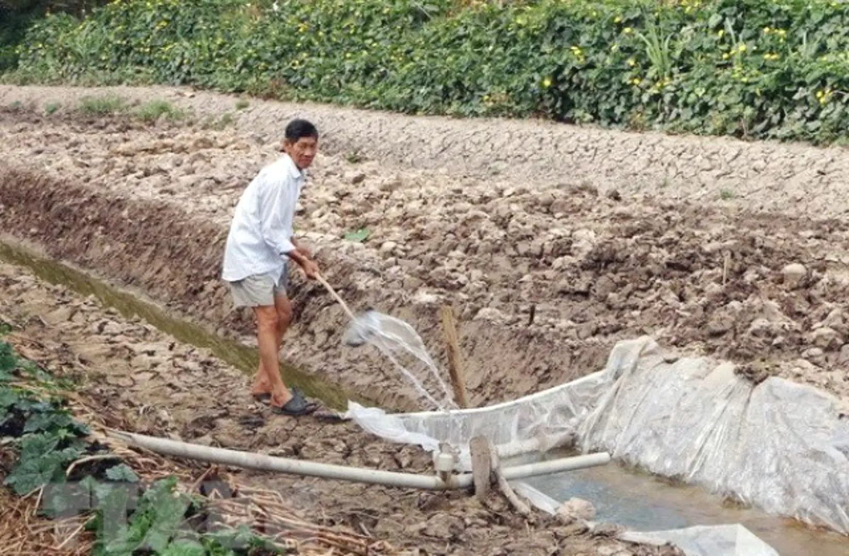 Xâm nhập mặn đe dọa nhu cầu nguồn nước tại khu vực Nam Bộ