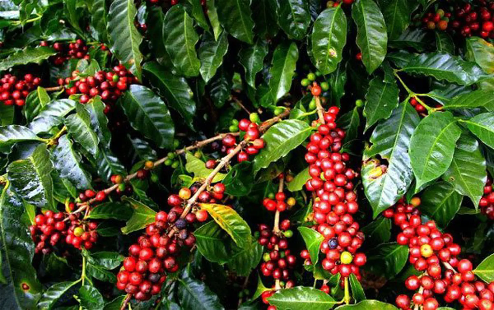 Giá cà phê hôm nay 30/12: Cà phê thế giới cùng tăng, nông dân trồng Arabica phấn khởi