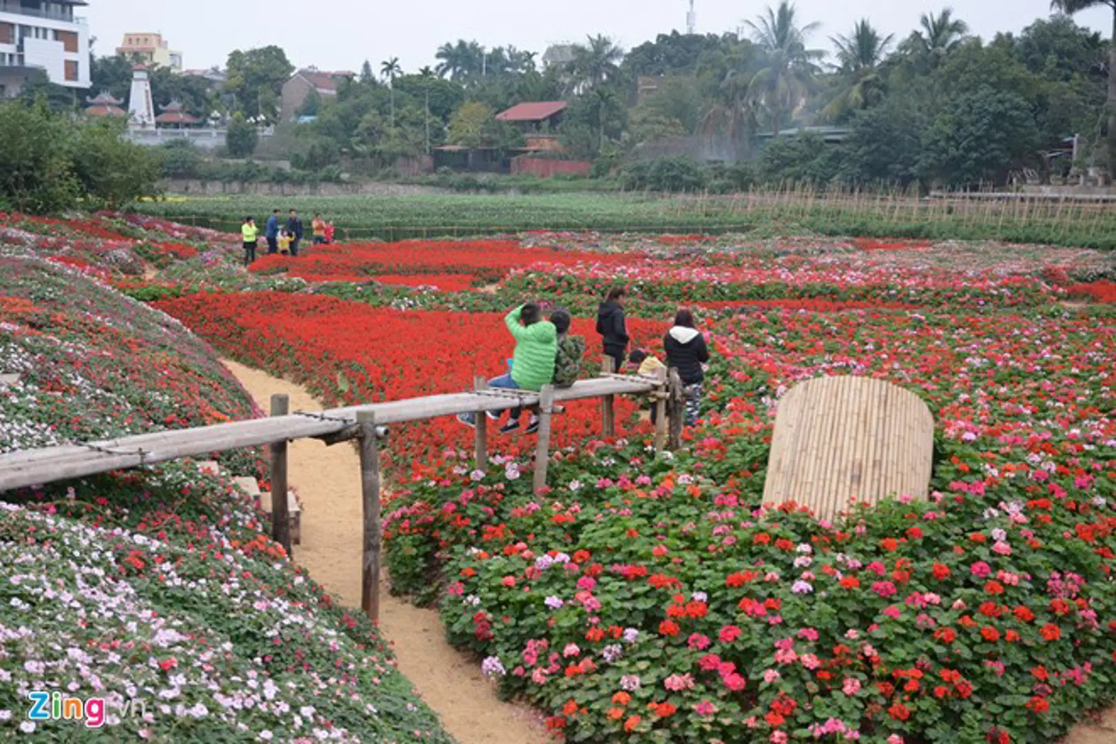 Kiếm bội tiền từ việc trồng hoa giữa lòng hồ sen