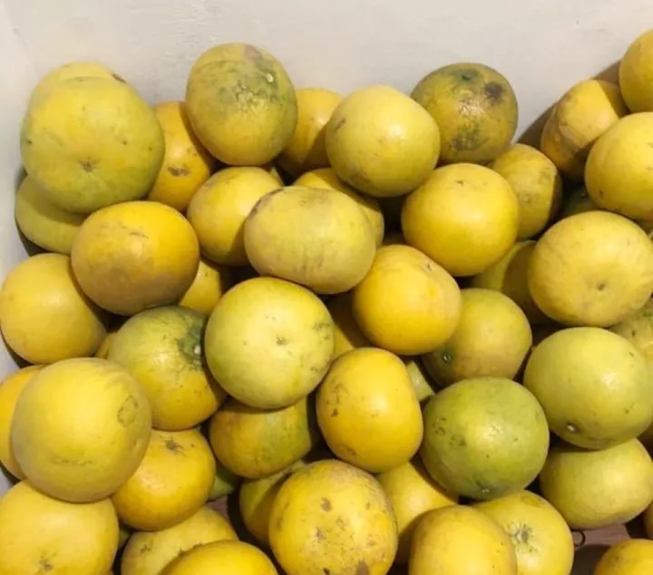 Bưởi Diễn rẻ chưa từng có, giá chỉ 3.000 đồng/quả