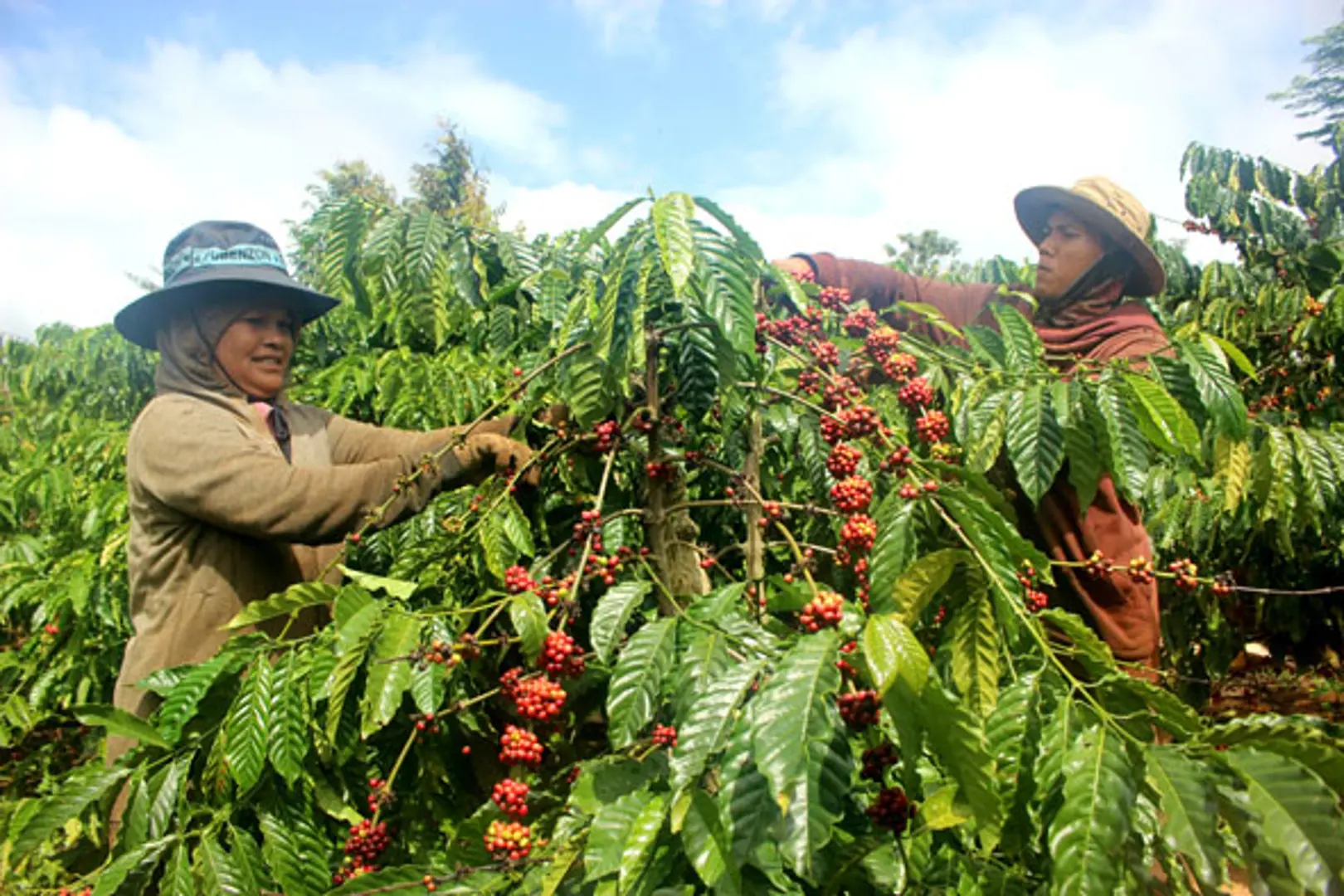 Giá cà phê hôm nay 14/1: Robusta đảo chiều, bật tăng mạnh mẽ vượt mốc 1.332 USD/tấn