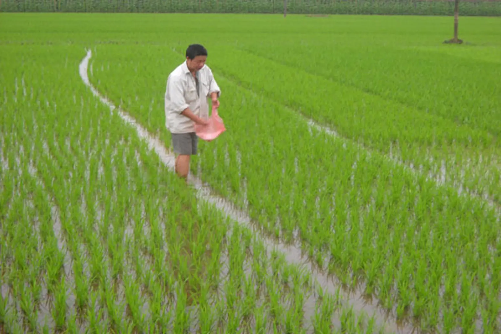 Sâu bệnh gây hại nhẹ trên lúa Xuân