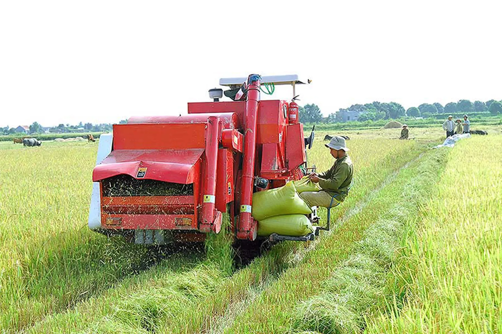 Nhân rộng mô hình hợp tác xã kiểu mới