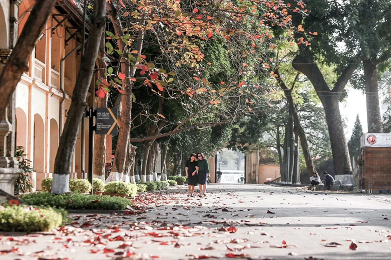 [Ảnh] Hà Nội: Ngắm nhìn vầng lá bàng đỏ rực tại Hoàng Thành Thăng Long