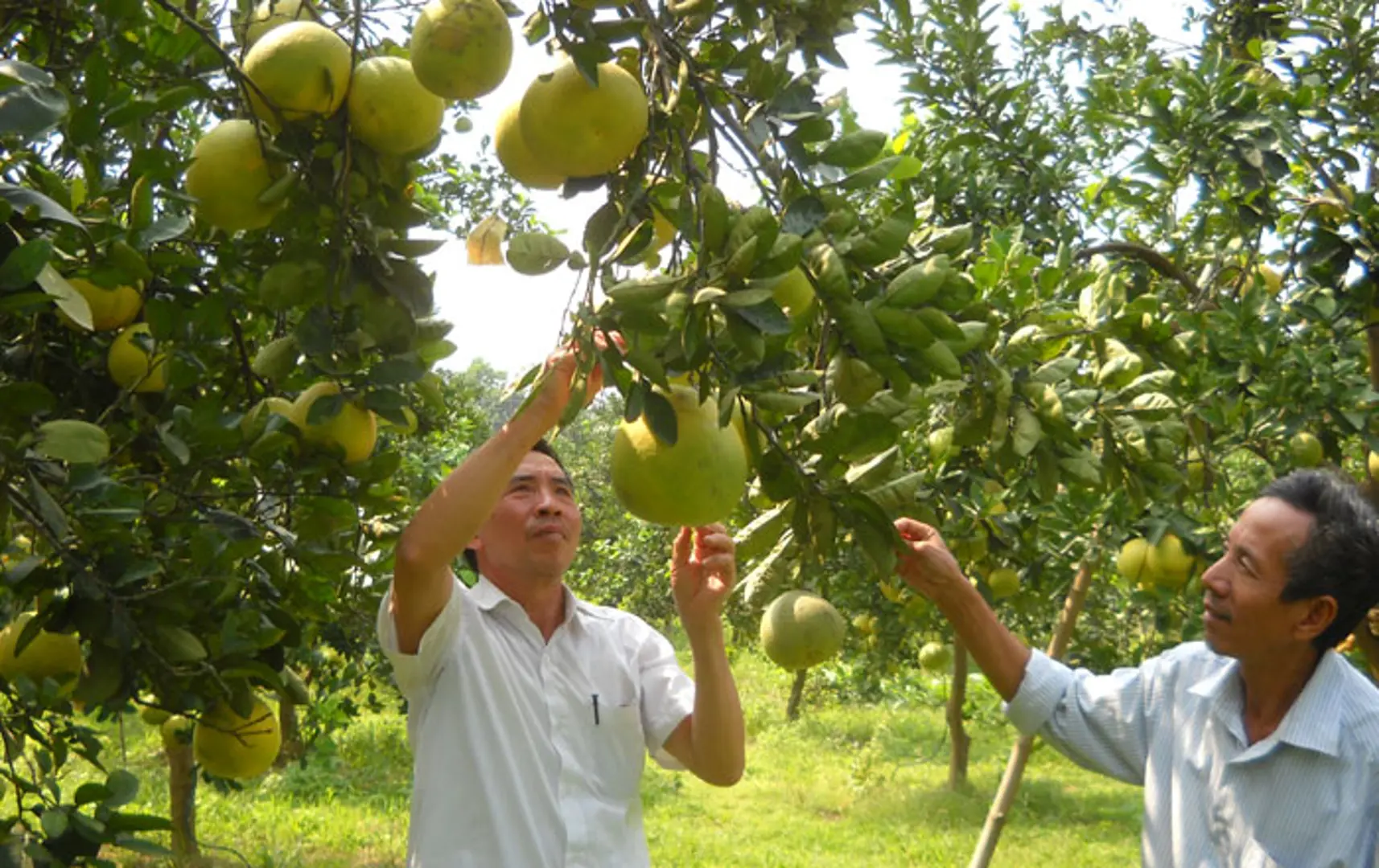 Công bố nhãn hiệu tập thể “Bưởi Chương Mỹ”