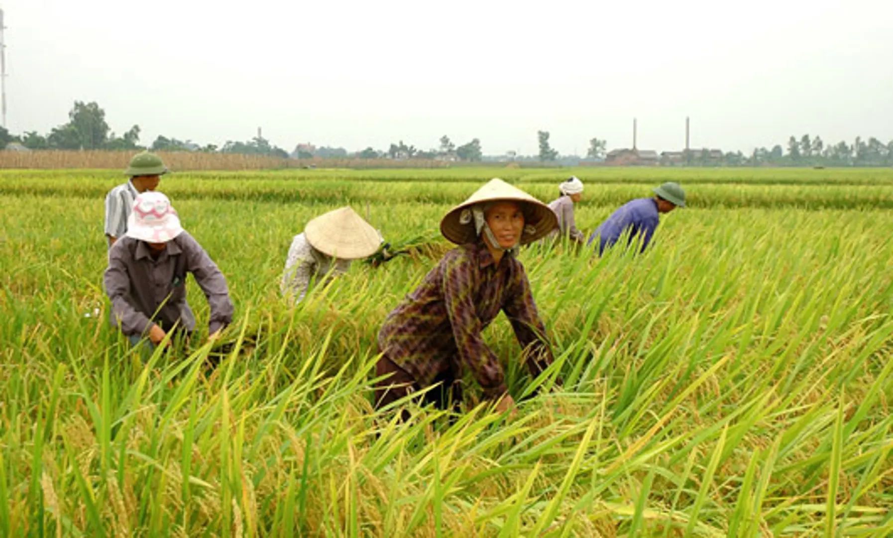 Thông qua Nghị quyết sửa đổi về miễn giảm thuế sử dụng đất nông nghiệp