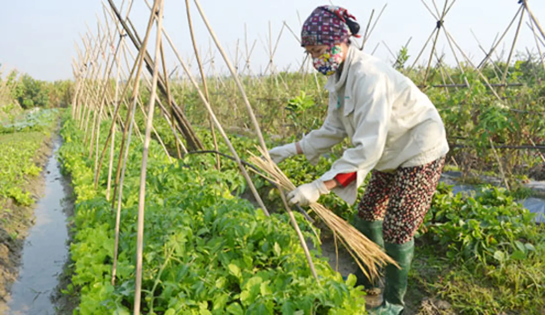 Nhập nhèm  “mác” hữu cơ