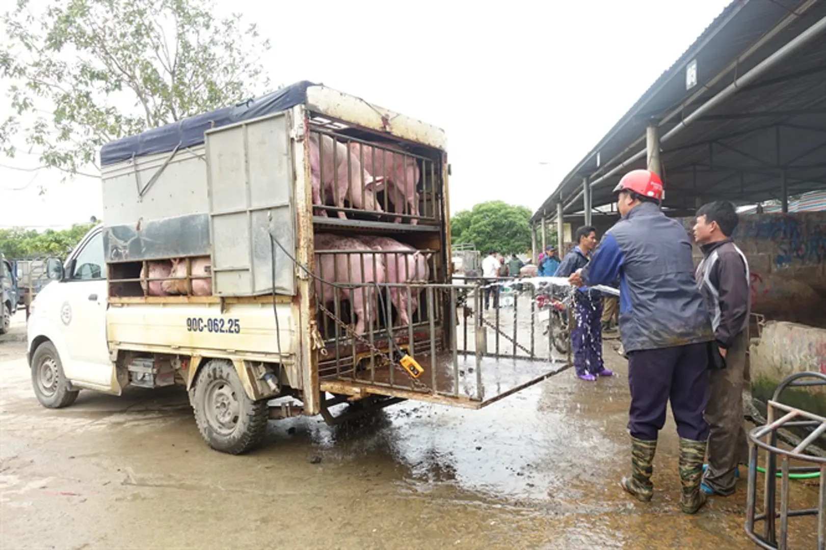 Giá lợn hơi hôm nay 28/11: Tiếp tục tăng, cao nhất 72.000 đồng/kg