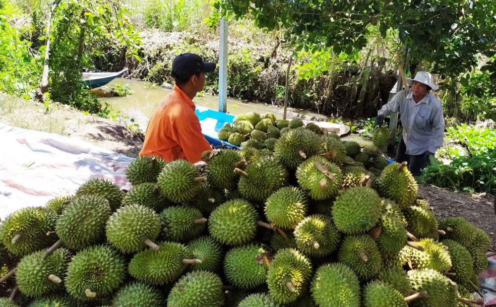 Tiêu dùng trong tuần: Giá vàng, thanh long giảm mạnh