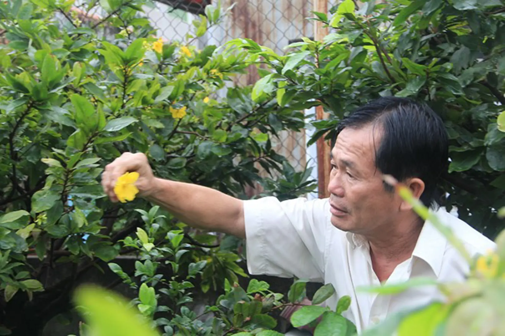 Che bạt, chong đèn ủ ấm cho mai Tết