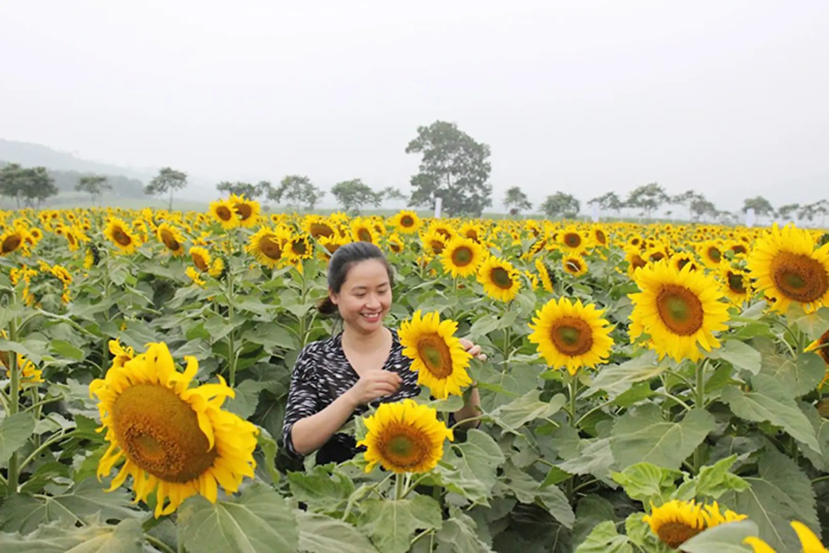 Giới trẻ đắm mình cùng hoa hướng dương