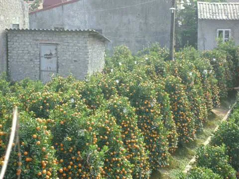 Mô tả ảnh.