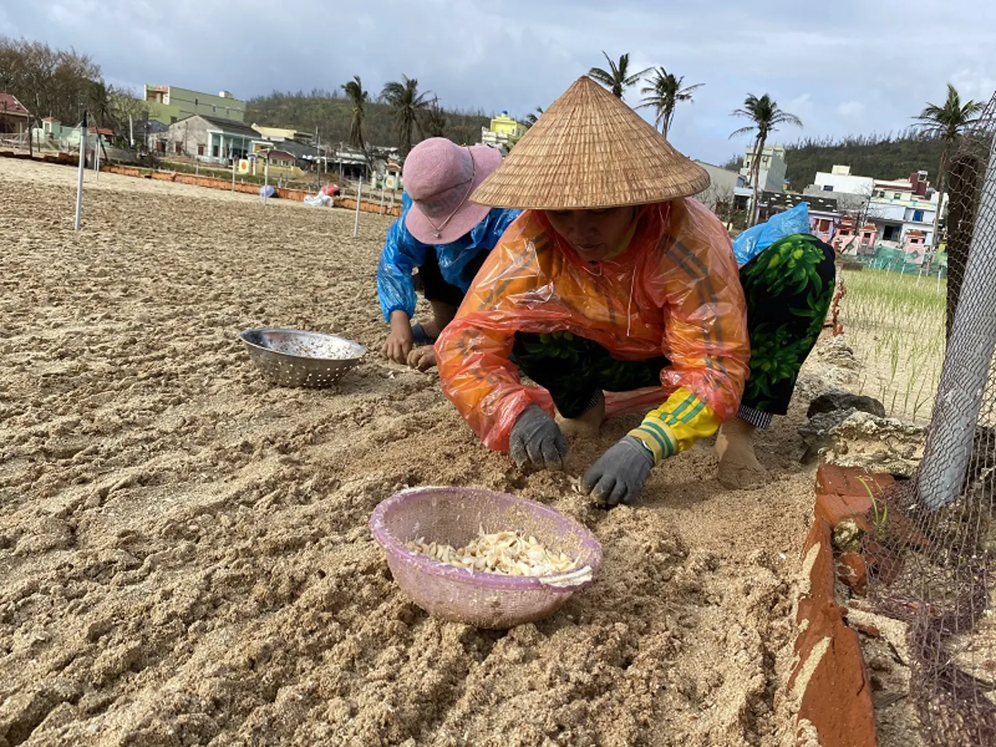 Người dân Lý Sơn thấp thỏm vụ tỏi mới