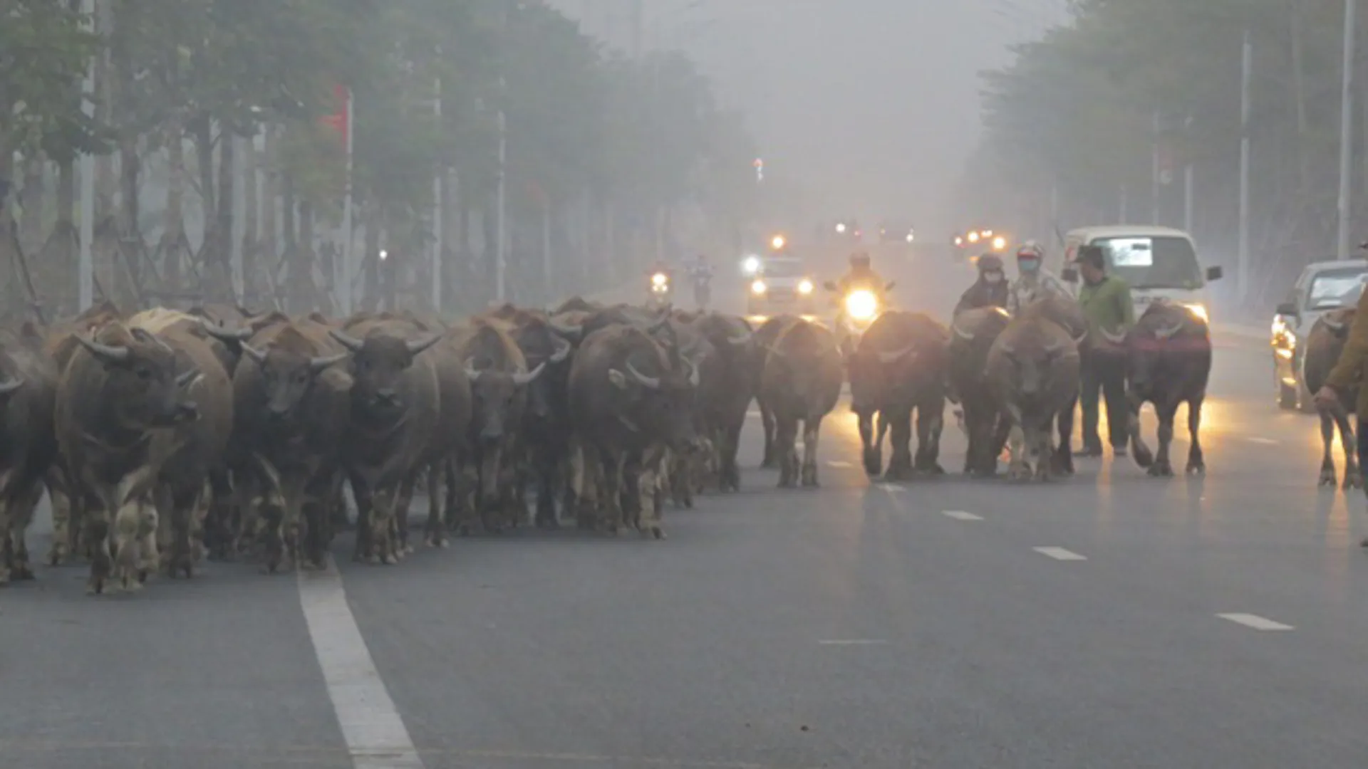 Nguy hiểm cận kề từ đàn trâu hàng trăm con thả rông