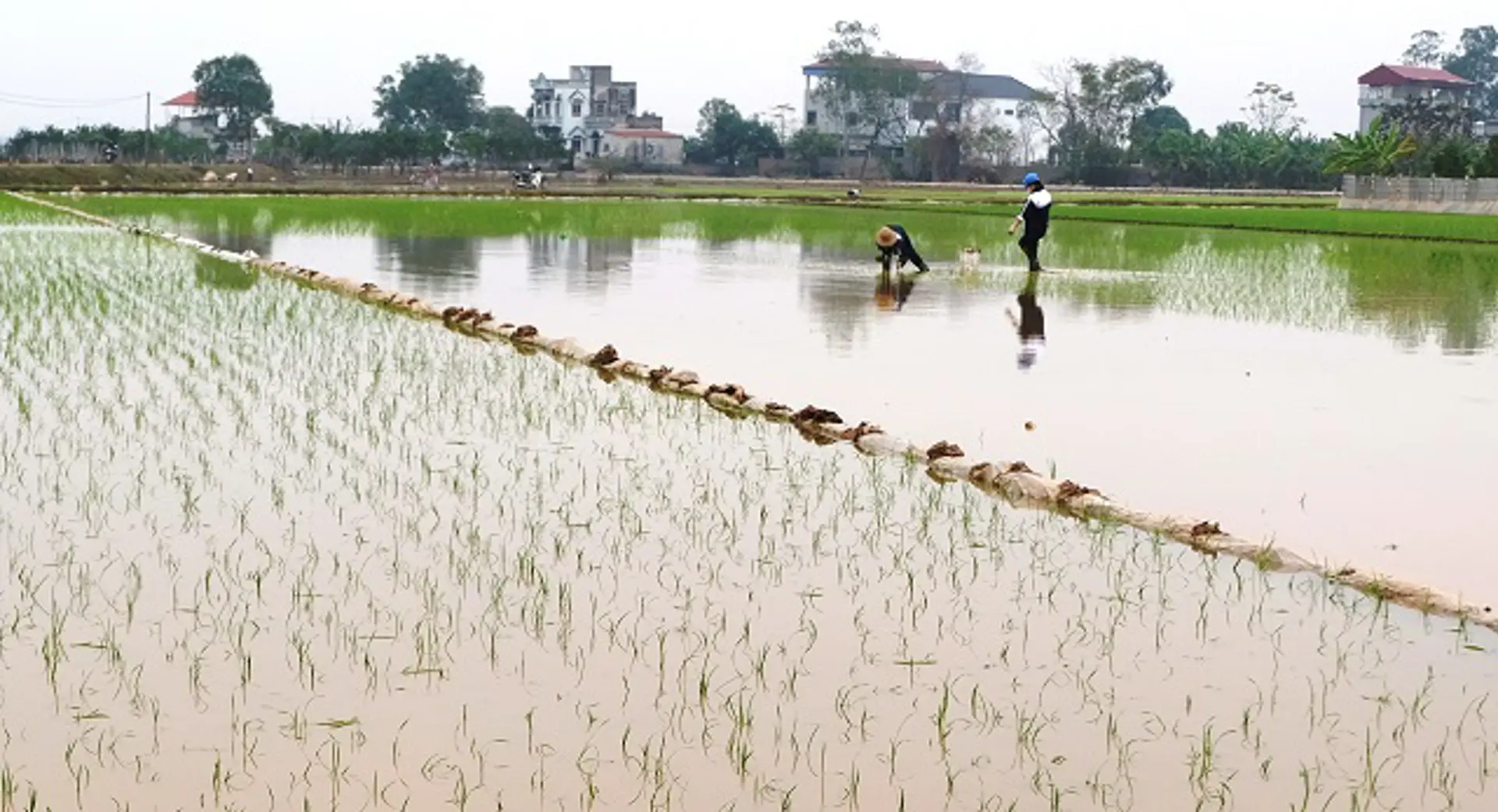 Sớm hoàn thành gieo cấy lúa Xuân