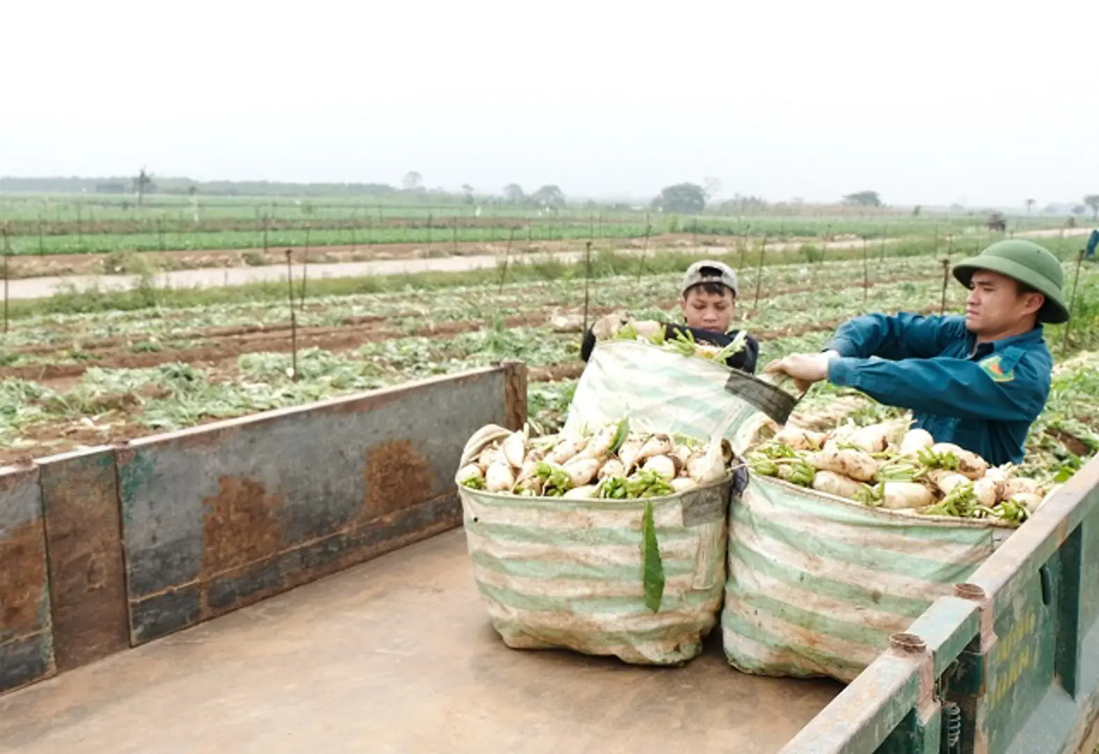 Giải cứu nông sản: Cần phương thức sản xuất căn cơ, hợp lý