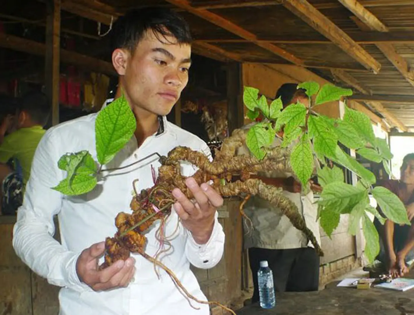 4 đại gia Hà Nội chồng tiền tỷ tranh mua sâm ngọc linh 100 tuổi