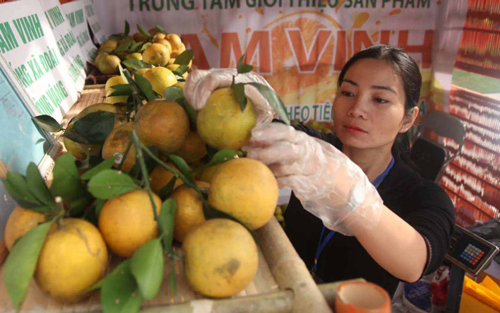 Ngăn chặn mạo danh mã số vùng trồng: Không để “con sâu làm rầu nồi canh”